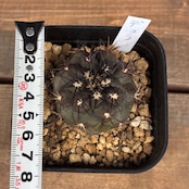 【新着3日限定10%OFF】【Copiapoa】サボテン コピアポア デュラ 銅羅丸 実生【244】