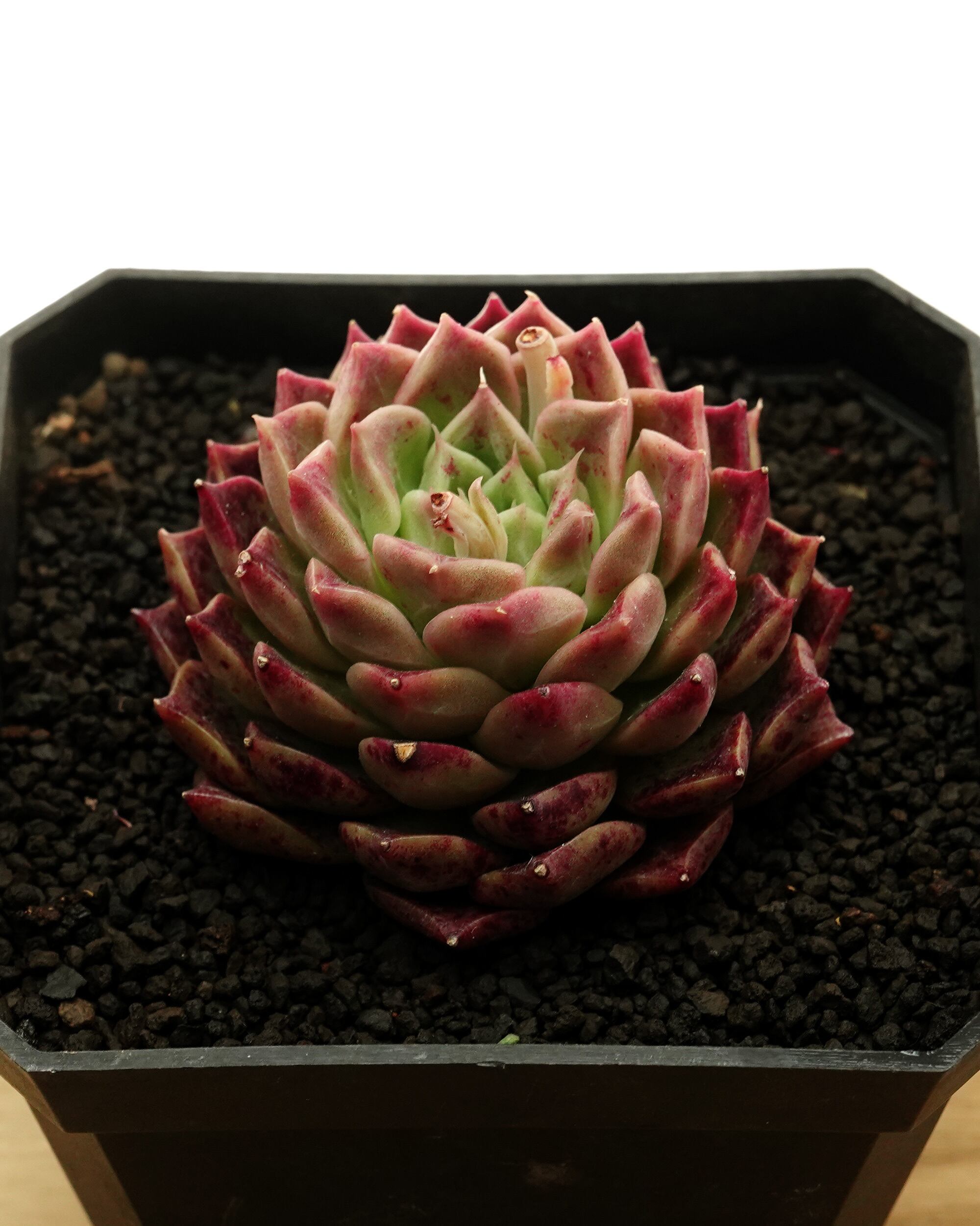 レア度で選ぶ | PUKUBOOK SUCCULENTS