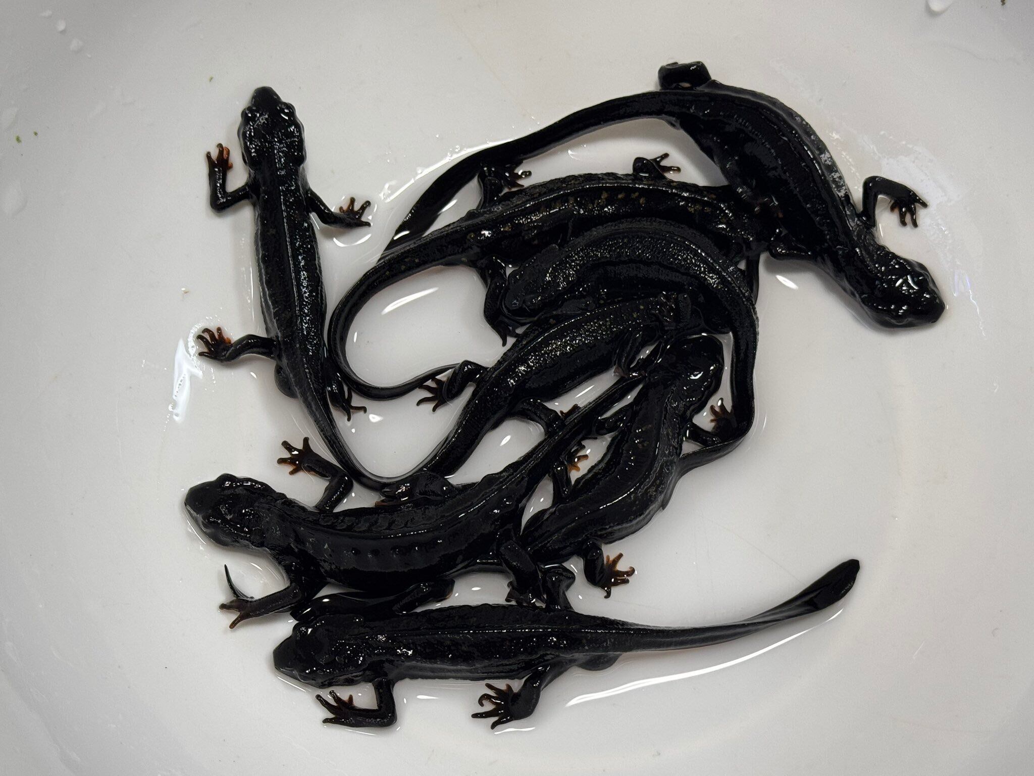九居堂