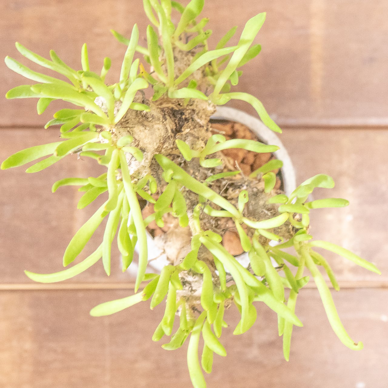 万物想 チレコドン・レティキュラーツス 塊根植物 コーデックス 乾きやすい用土を使用 根腐れ防止 育成初心者にもおすすめの1株|虫発生抑制