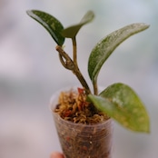 Hoya carnosa Nova Ghost/ ホヤ カルノーサ ノバ ゴースト②