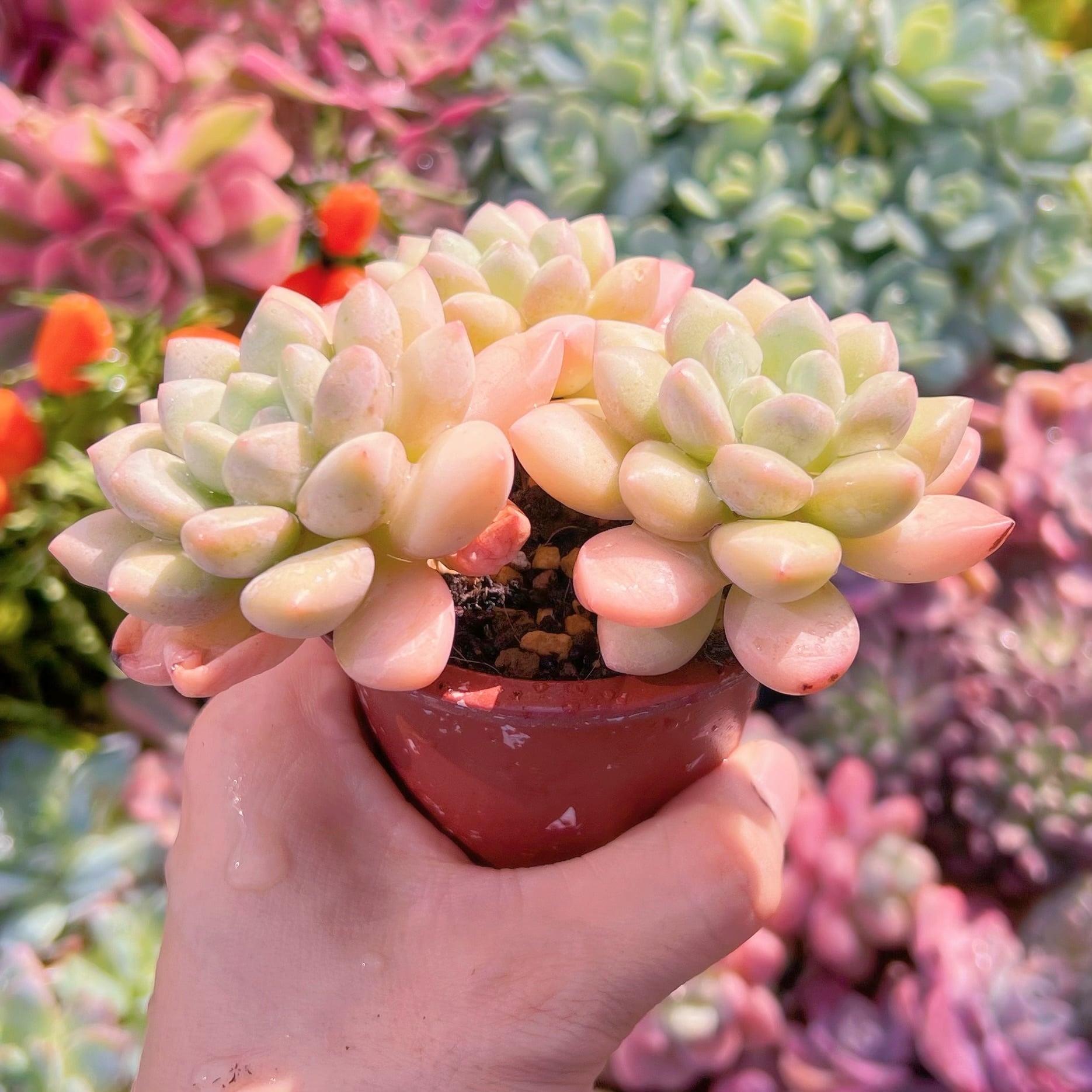 全商品プロフィール必読☆コーラルピンク春セール美品マーリエパーエフデ大き 多肉植物 ピンクパール群生 大苗 新入荷 るる農園 | るる農園~多肉植物専門