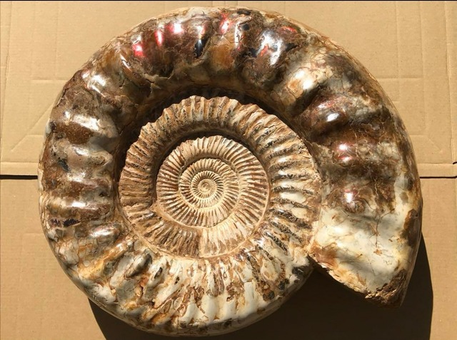 マダガスカル産 アンモナイト化石（Kranosphinctes）巨大個体 