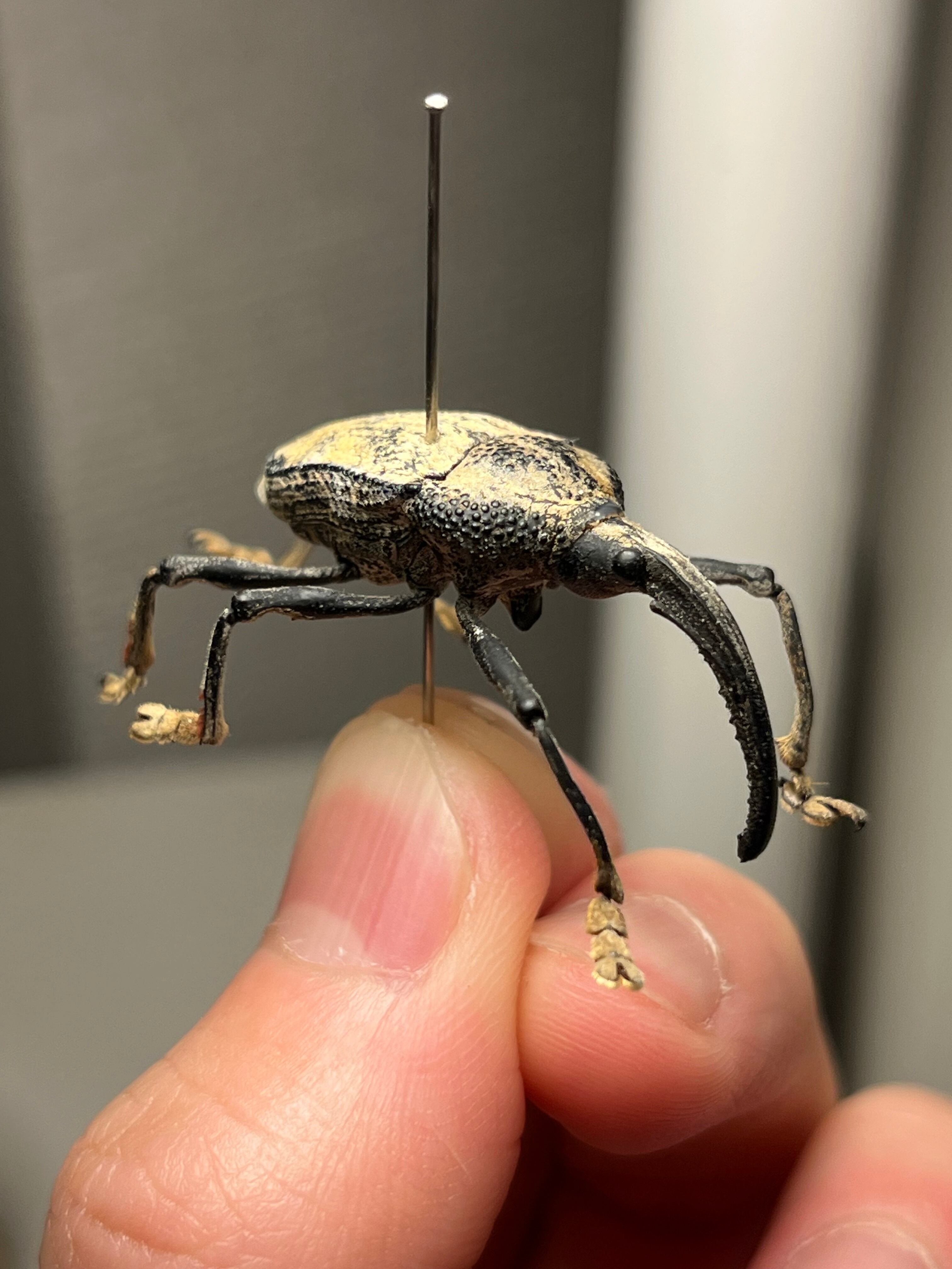 四色展開】ニジイロゴキブリ 標本エメラルドジュエルローチ ダンゴムシ