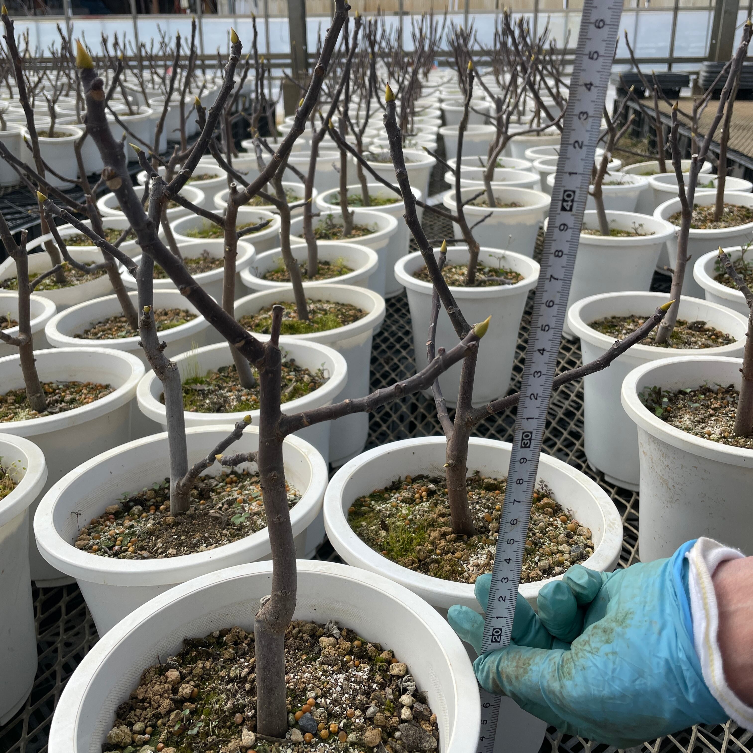 イチジクの苗木&挿し木 問い合わせ用 No.2