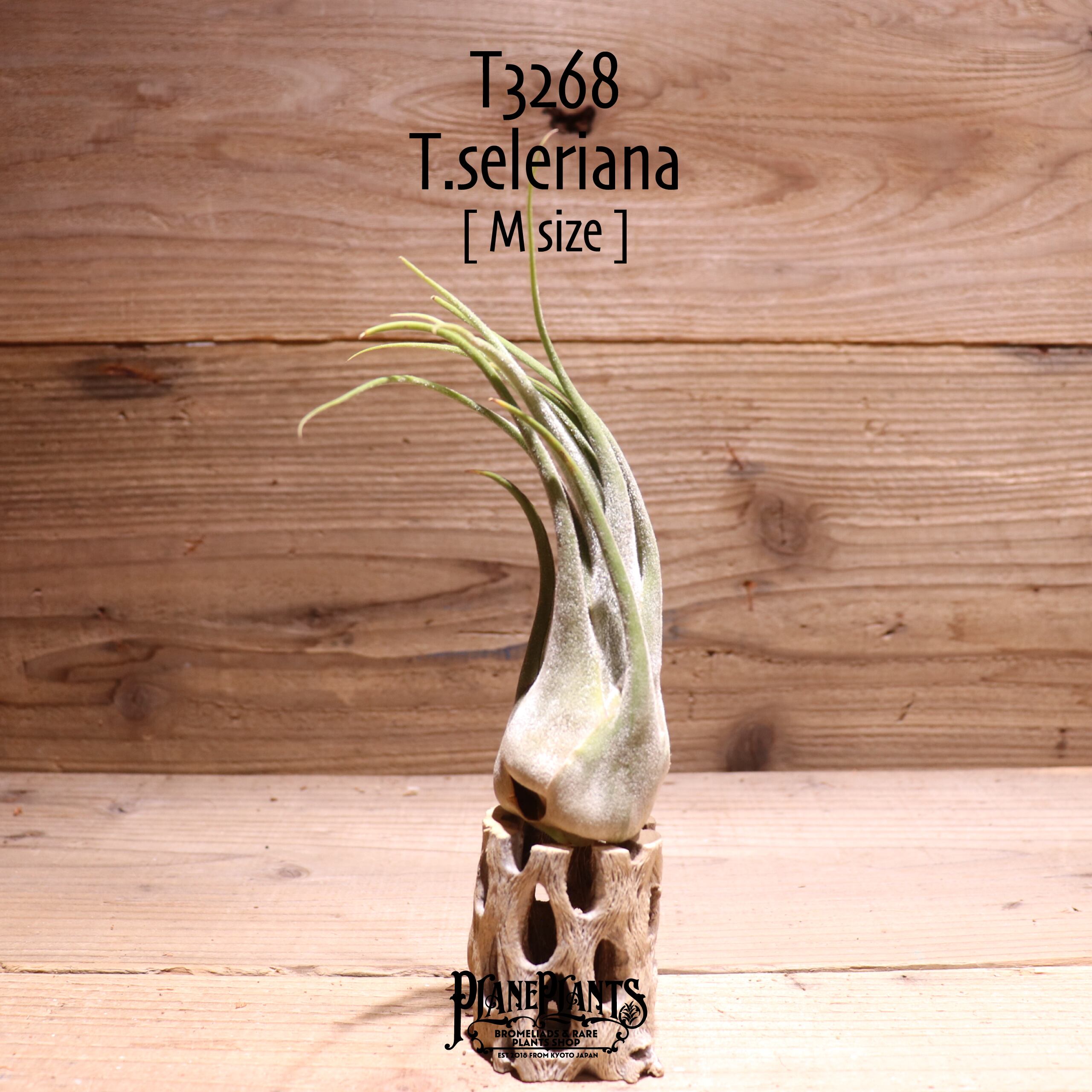 【送料無料】セレリアナ M〔エアプランツ〕現品発送T3268