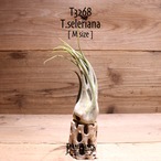 【送料無料】セレリアナ M〔エアプランツ〕現品発送T3268