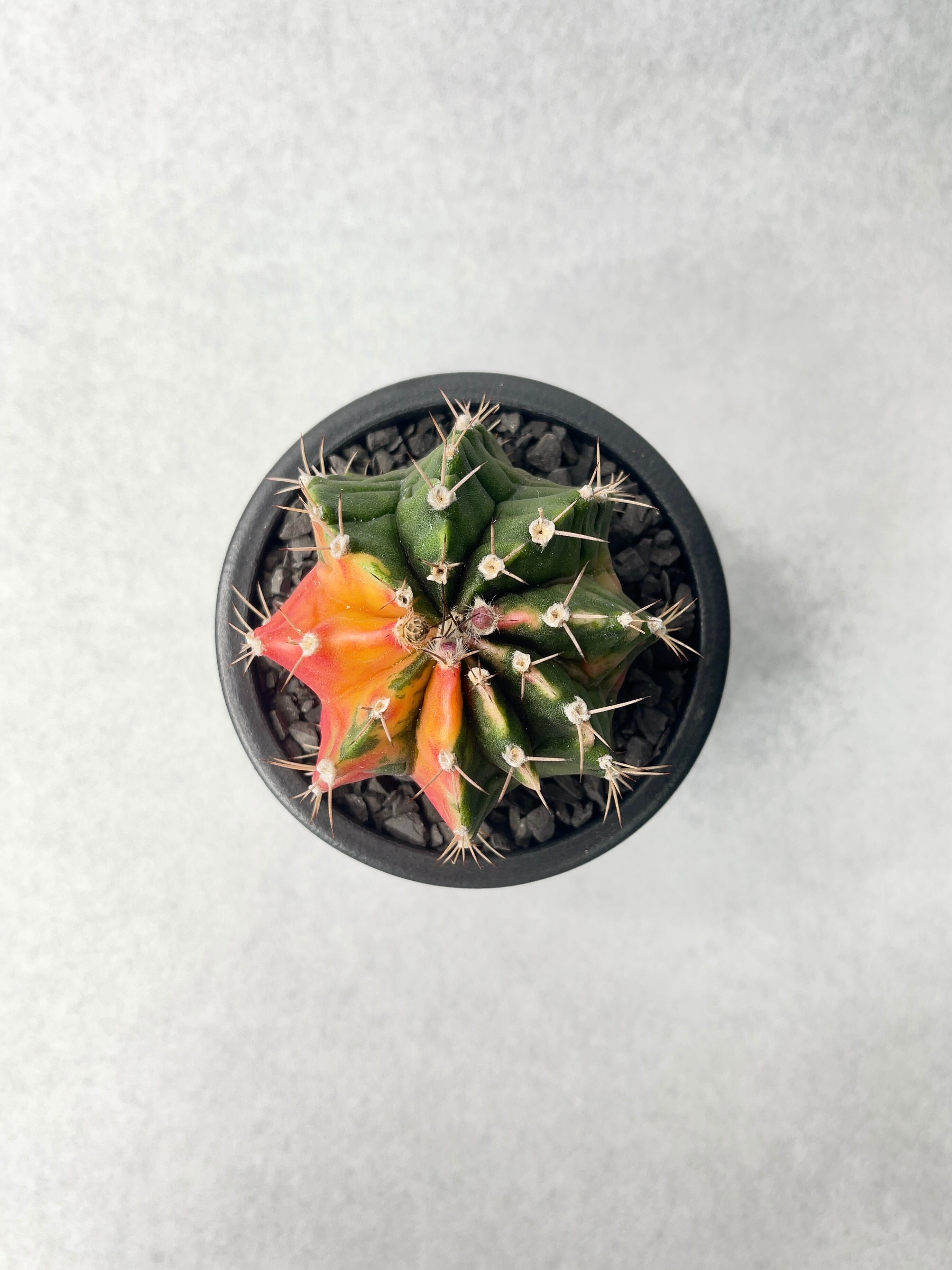 市野伝市窯 | trigger