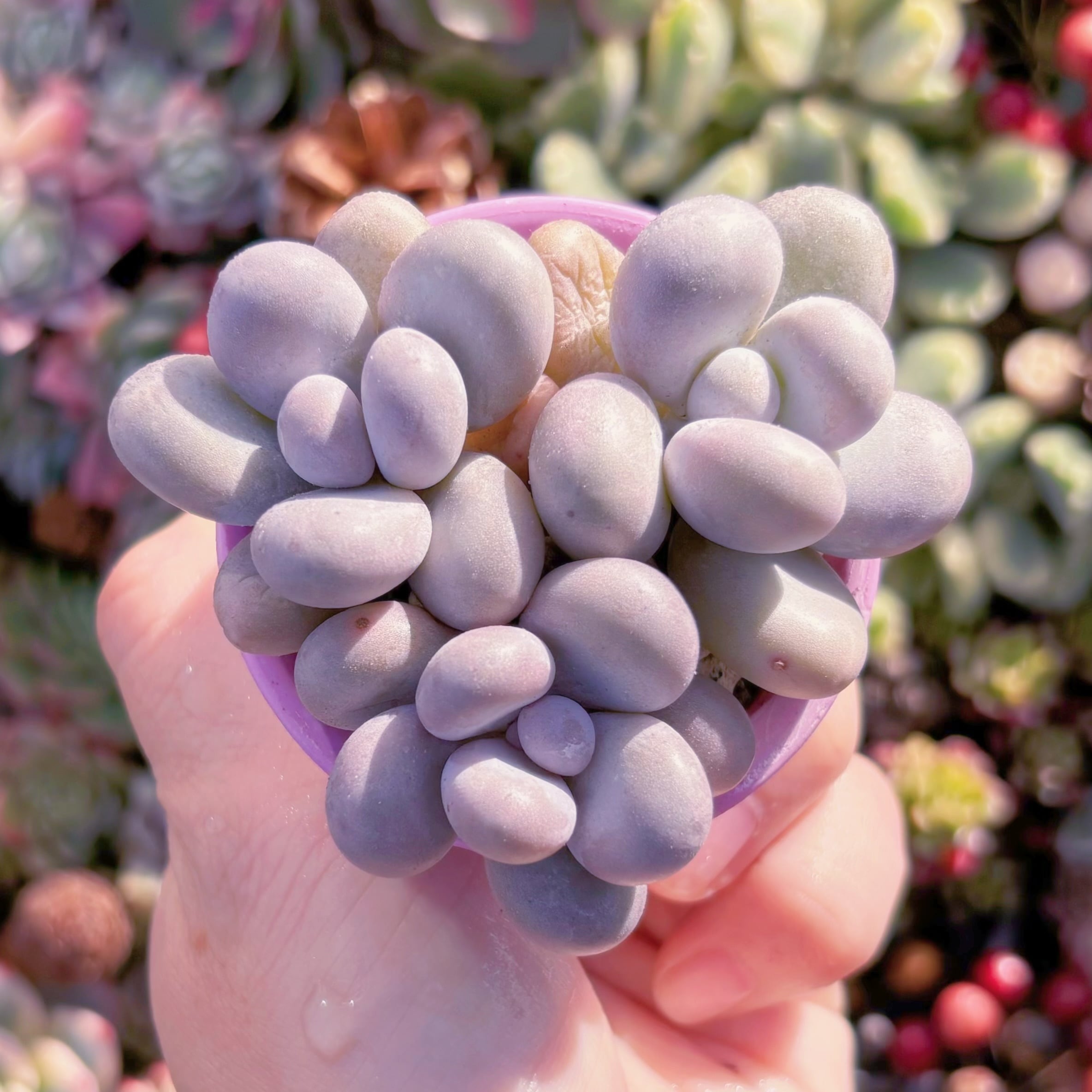 多肉植物　達磨アメジスチヌム(3頭)　在庫僅少　新入荷　るる農園