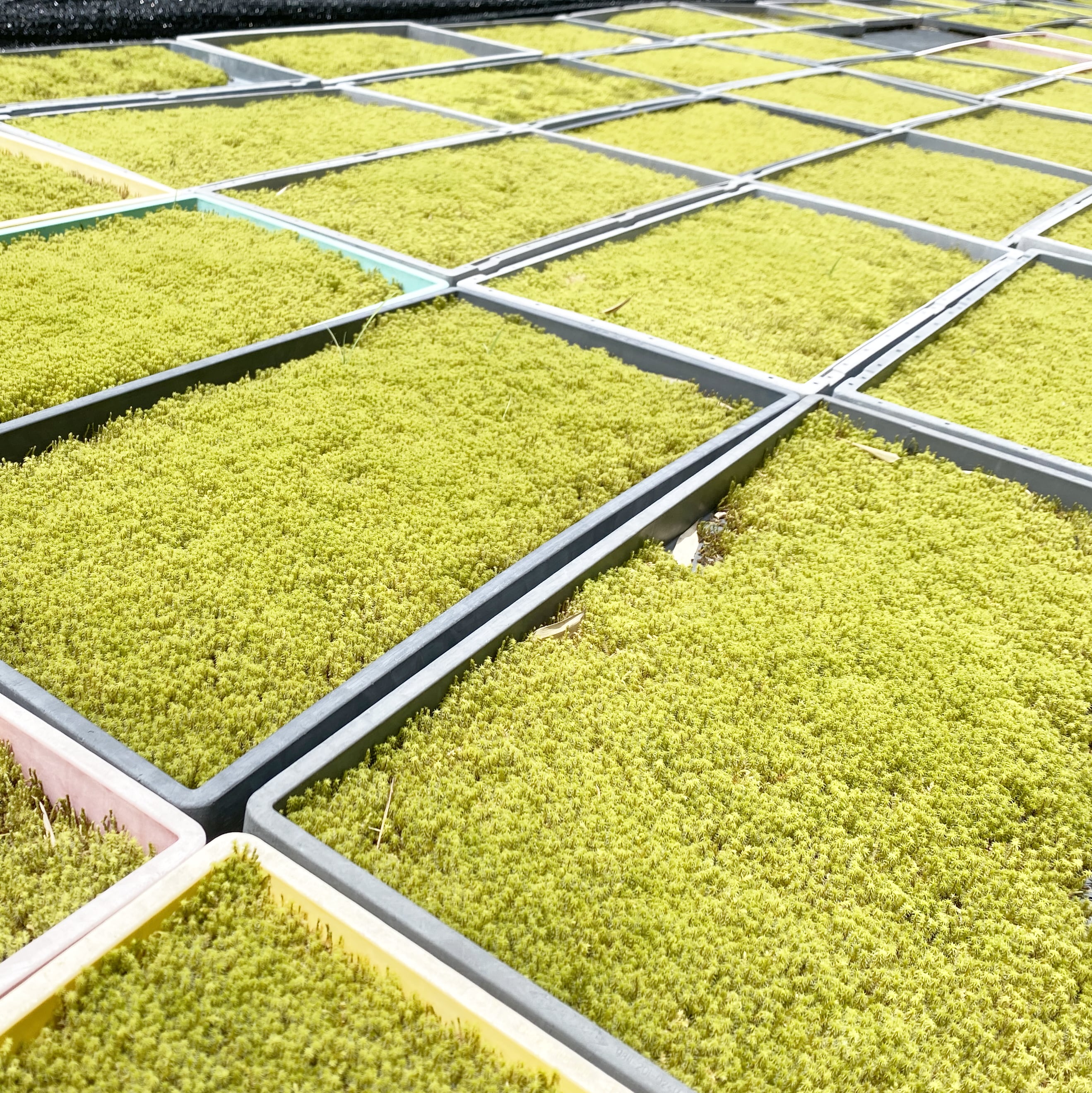 エゾスナゴケ（庭苔用）苗箱トレーサイズ 58cm × 28cm | 栽培苔と苔