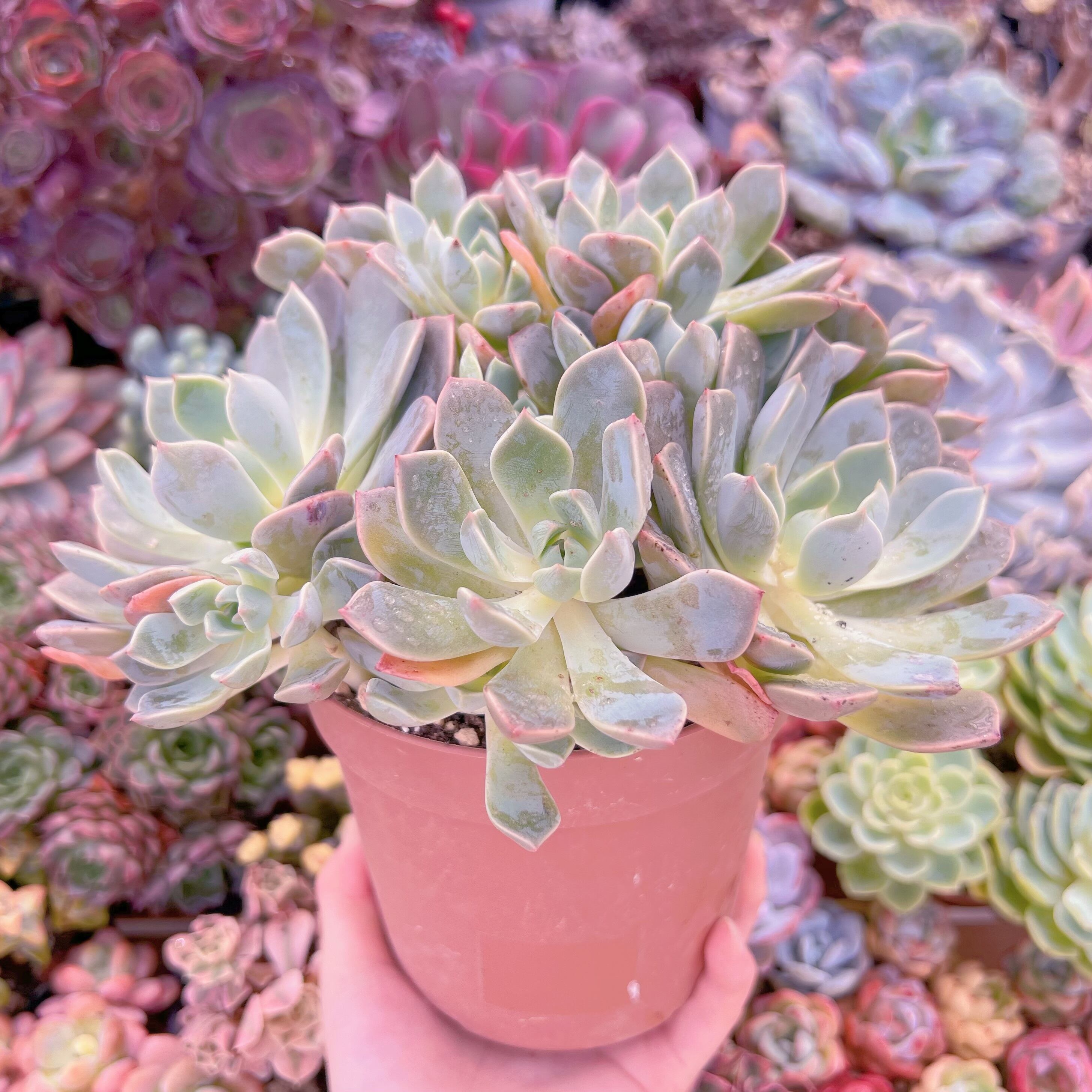 現品 Pretty in Pink#764 特大群生 るる農園 | るる農園~多肉植物専門