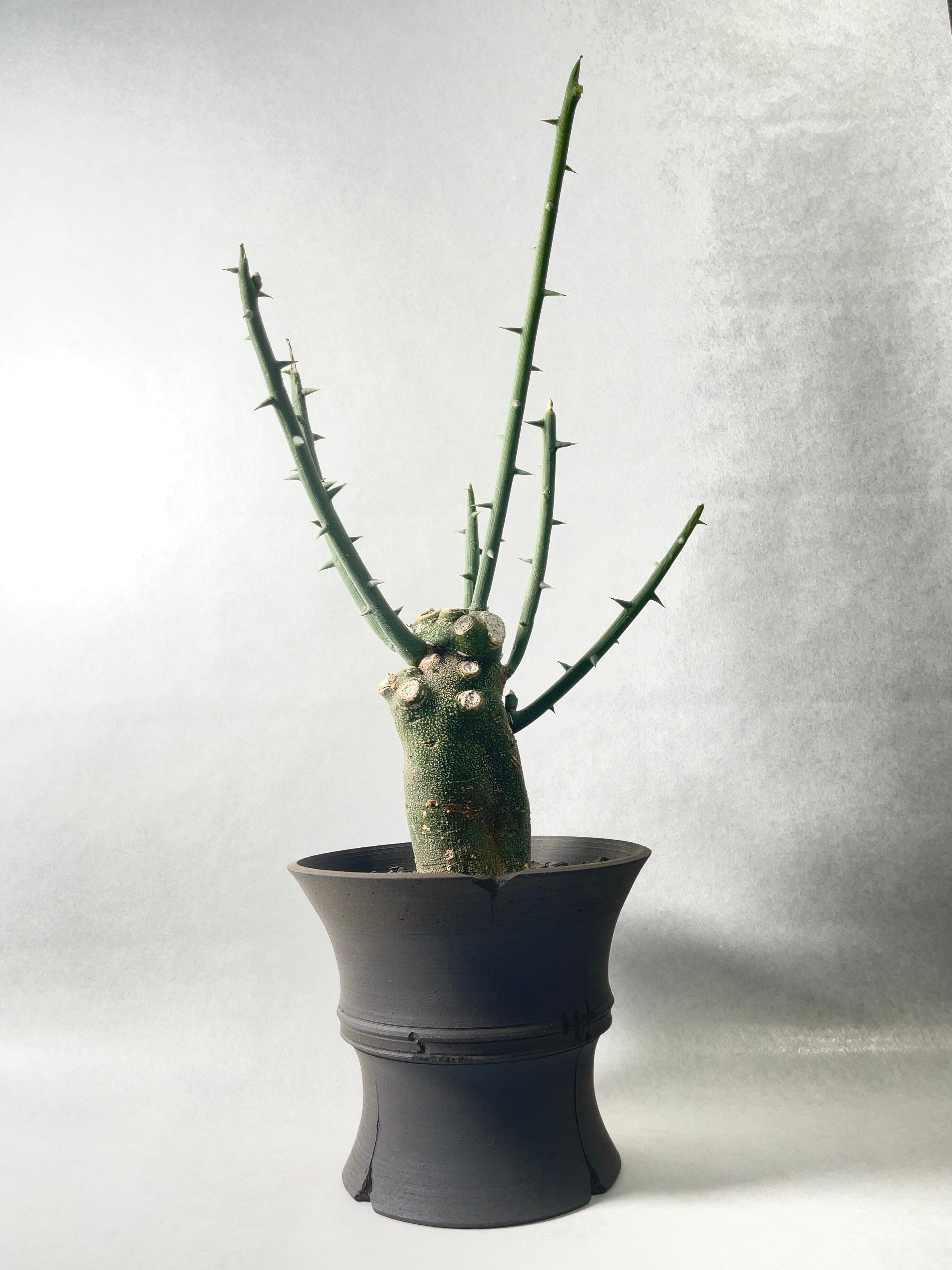 現品】超大株！塊根植物 アデニア グロボーサ 9号鉢 状態良好】アデ