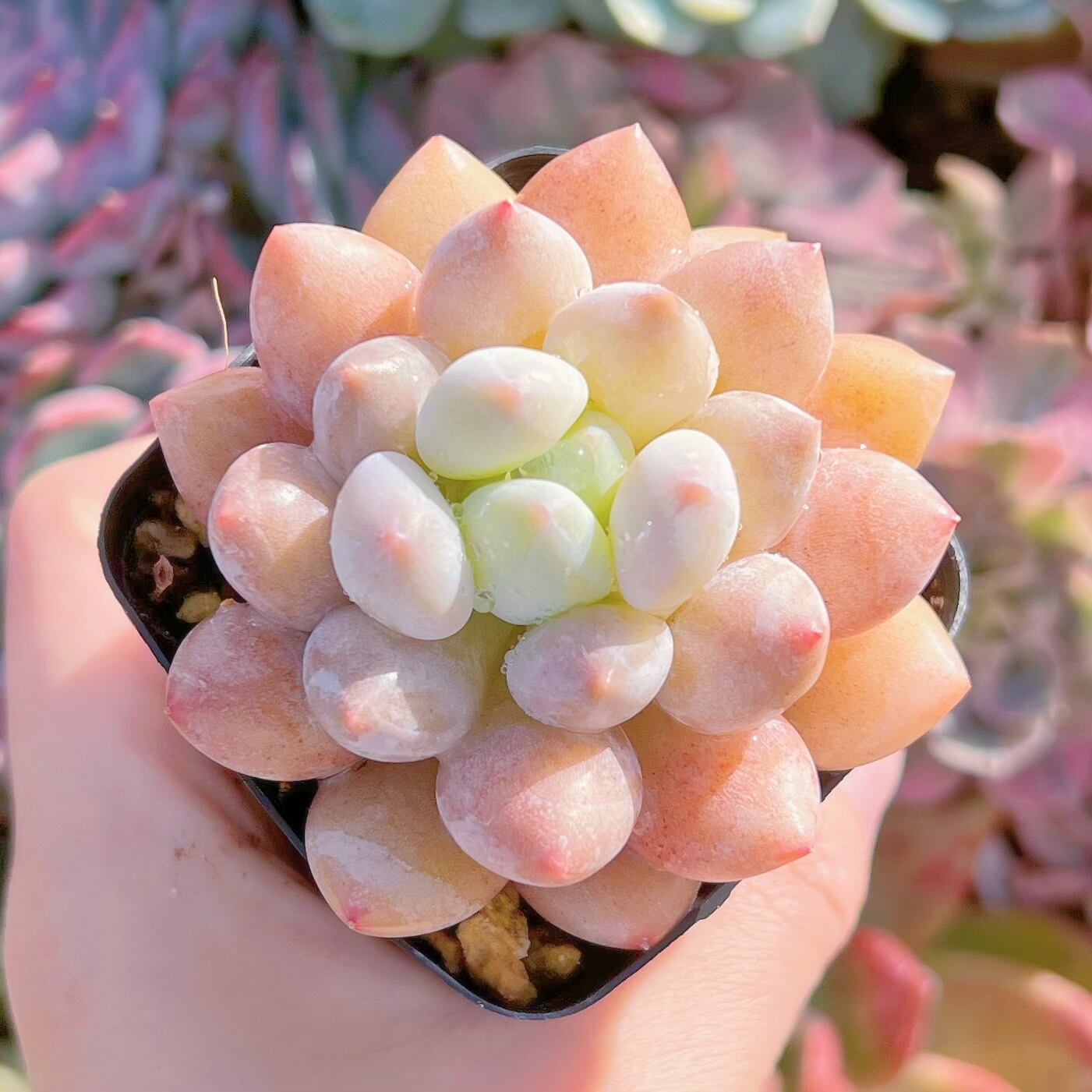 現品　半夏#838   レア　るる農園