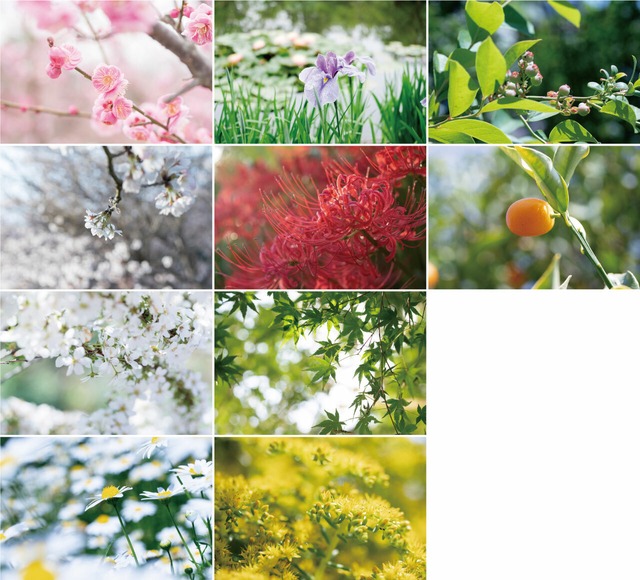 花と緑のポストカード2018（10枚セット）
