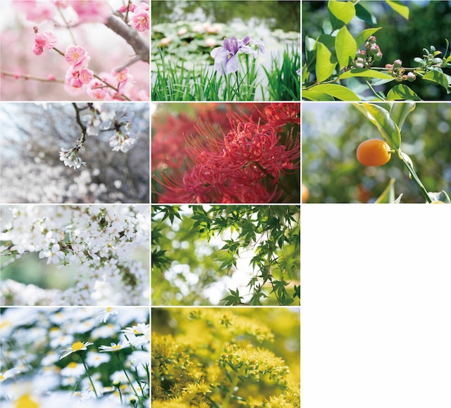 花と緑のポストカード2018（10枚セット）