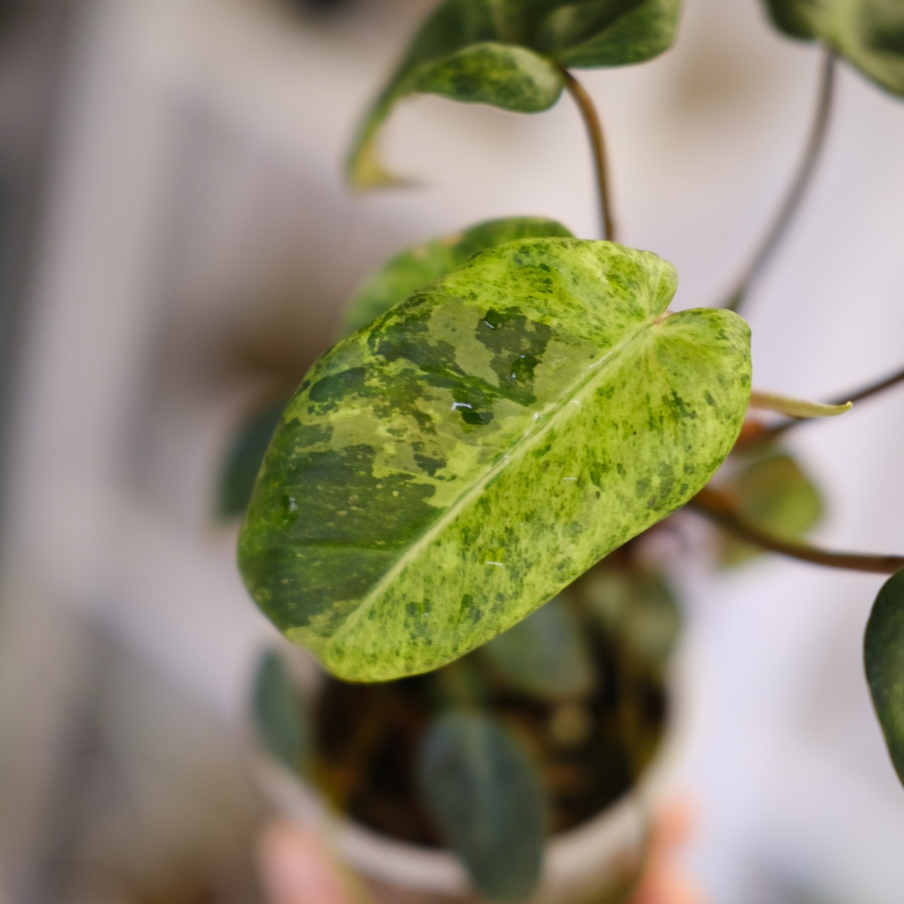 Philodendron el choco red × Philodendron billietiae variegated②｜フィロデンドロン｜観葉植物