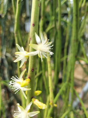 Rhipsalis grandiflora　4号　吊り鉢