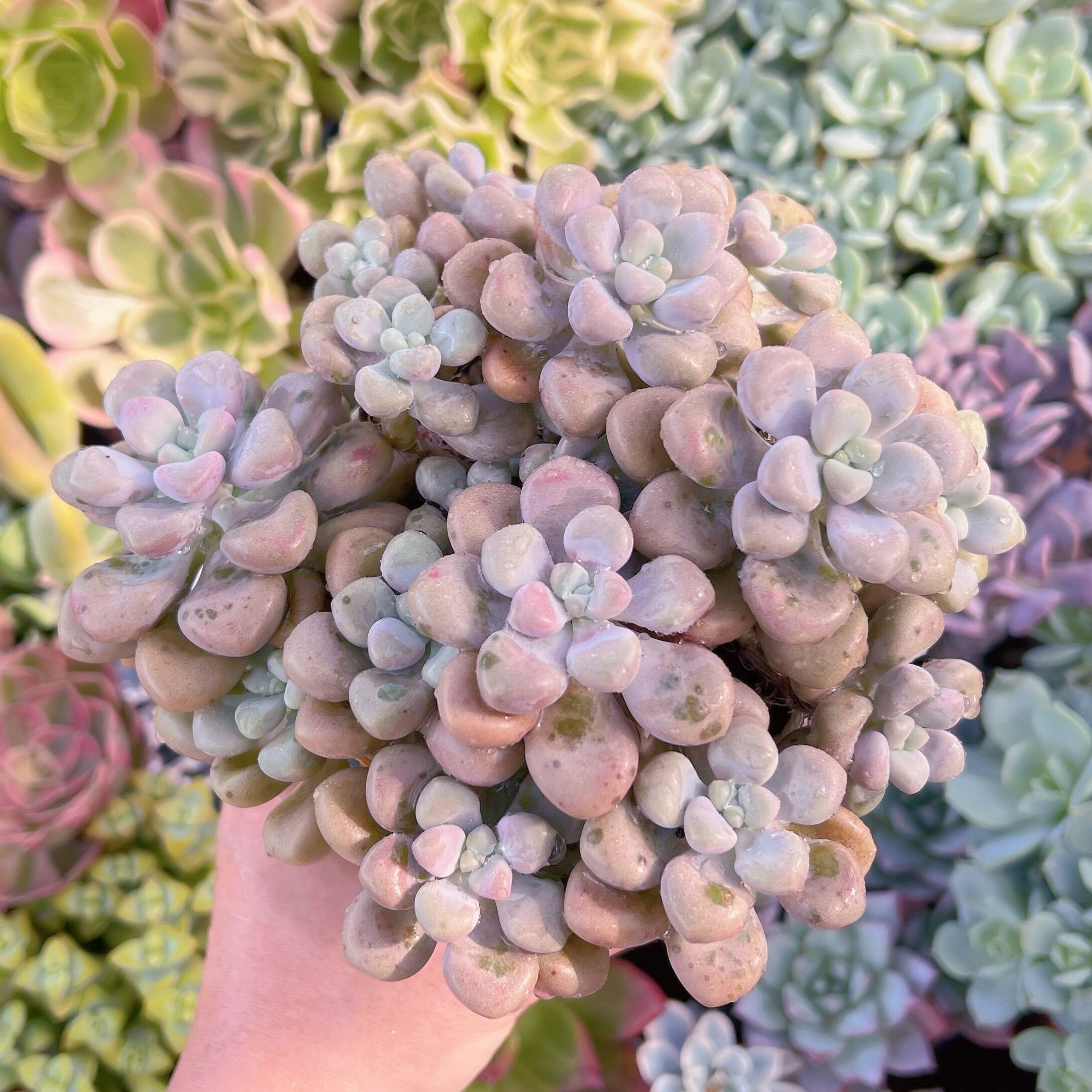 現物　エイレン#652  るる農園