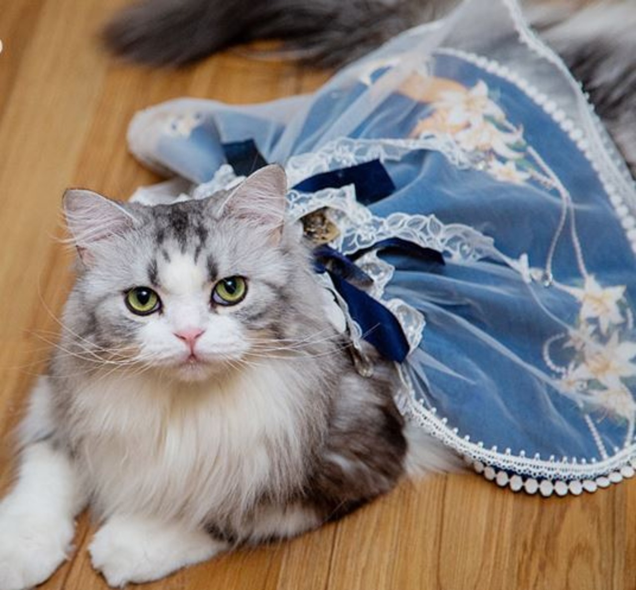 ss55様専用、幅広シュシュ、カメリア(ブルー)わんちゃん猫ちゃん用 なら 