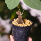 Stephania kaweesakii / ステファニア・カウィーサキ⑯ / 観葉植物<育て方・花言葉>