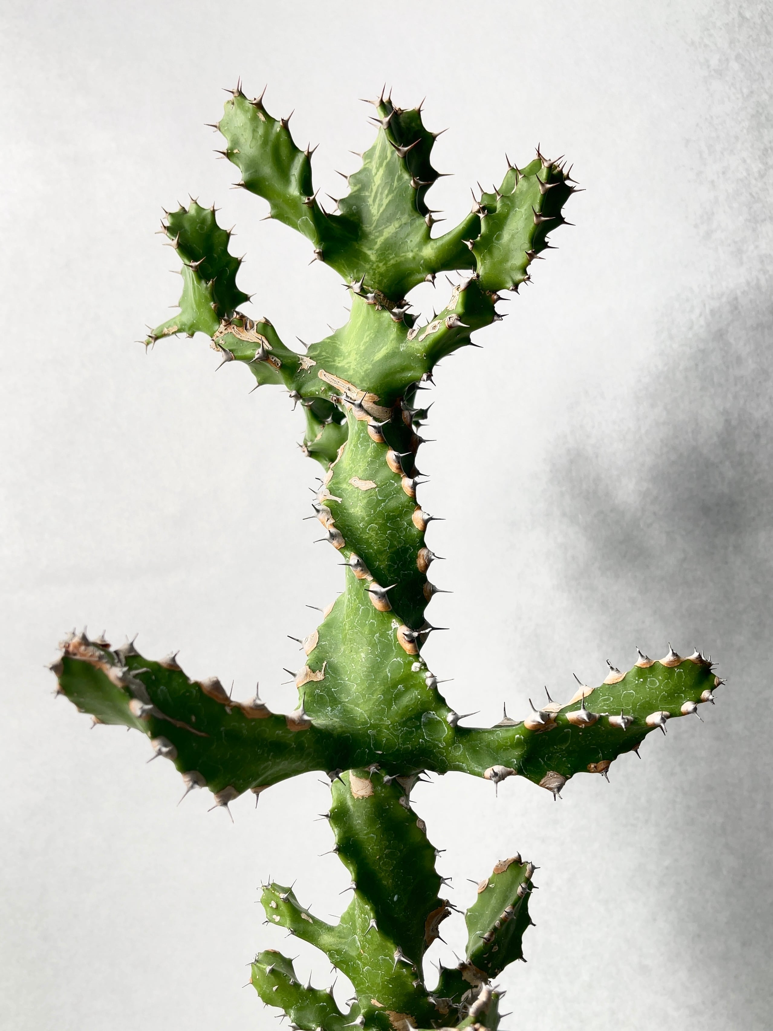 フェロカクタス・巨鷲玉 | trigger