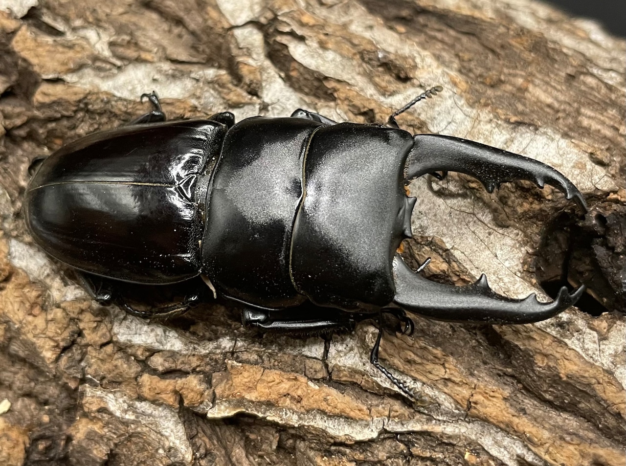 【WD】《ダエダリオンヒラタクワガタ 59mm ペア》