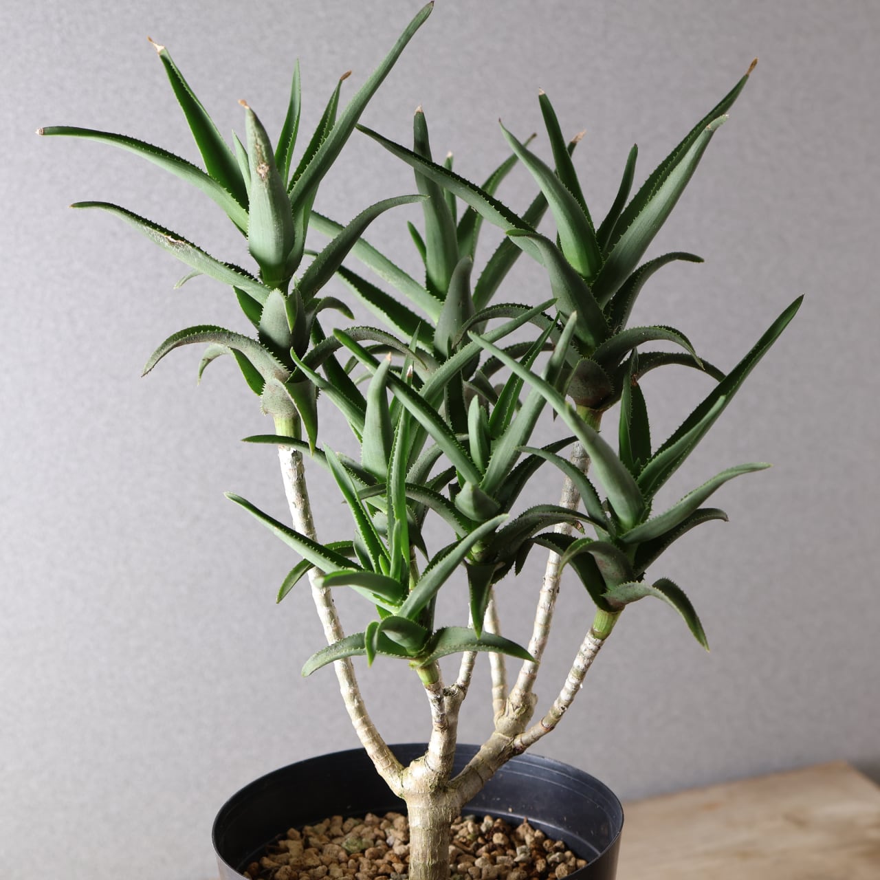 377 小さくても存在感『アロエ デラエティ』観葉植物 【送料無料