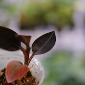 Ludisia discolor var. nigrescens / ルディシア ディスカラー ニグレスセンス③ / 観葉植物