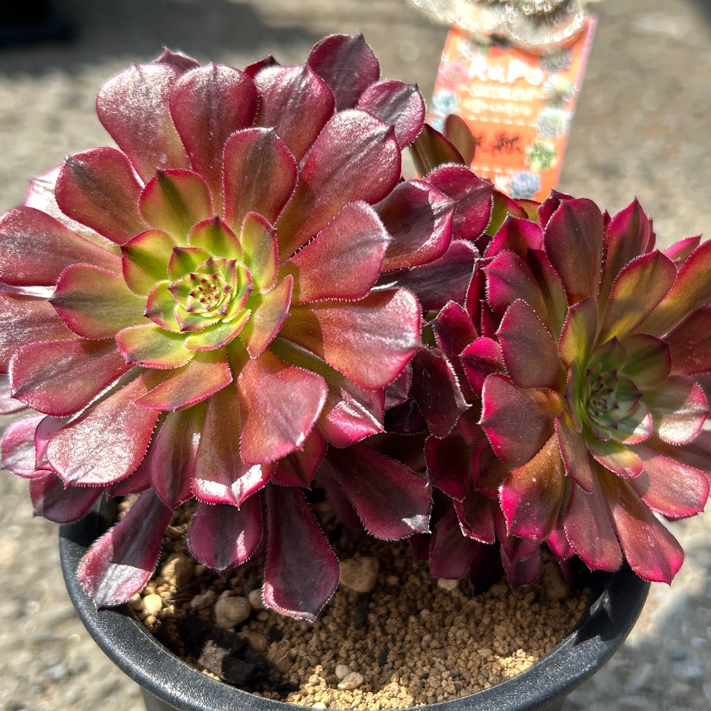 祝融 アエオニウム | RuPo 多肉植物専門店