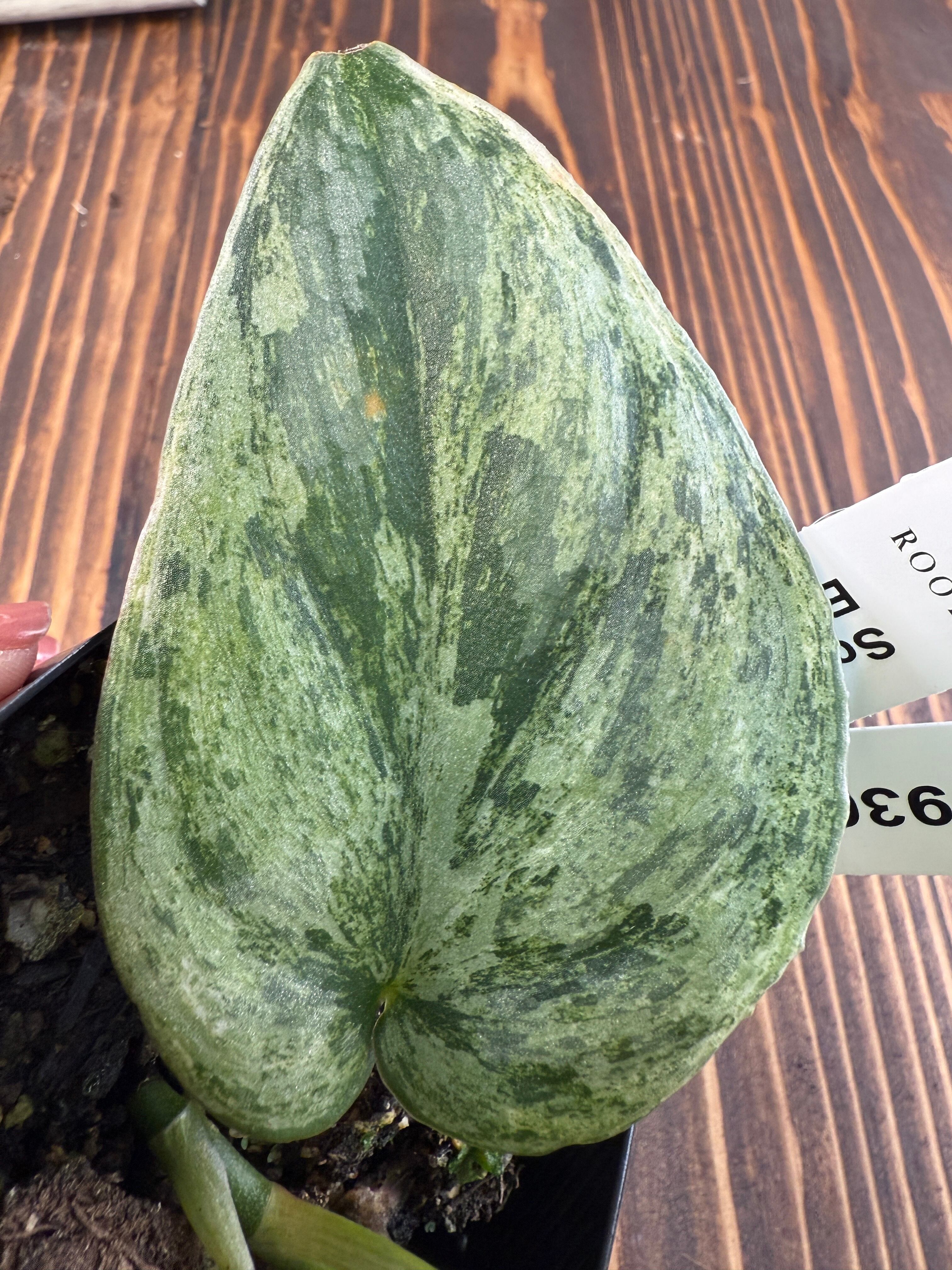 ☆1936【輝くホログラム】スキンダプサス エキゾチカ ホログラム(3.5号