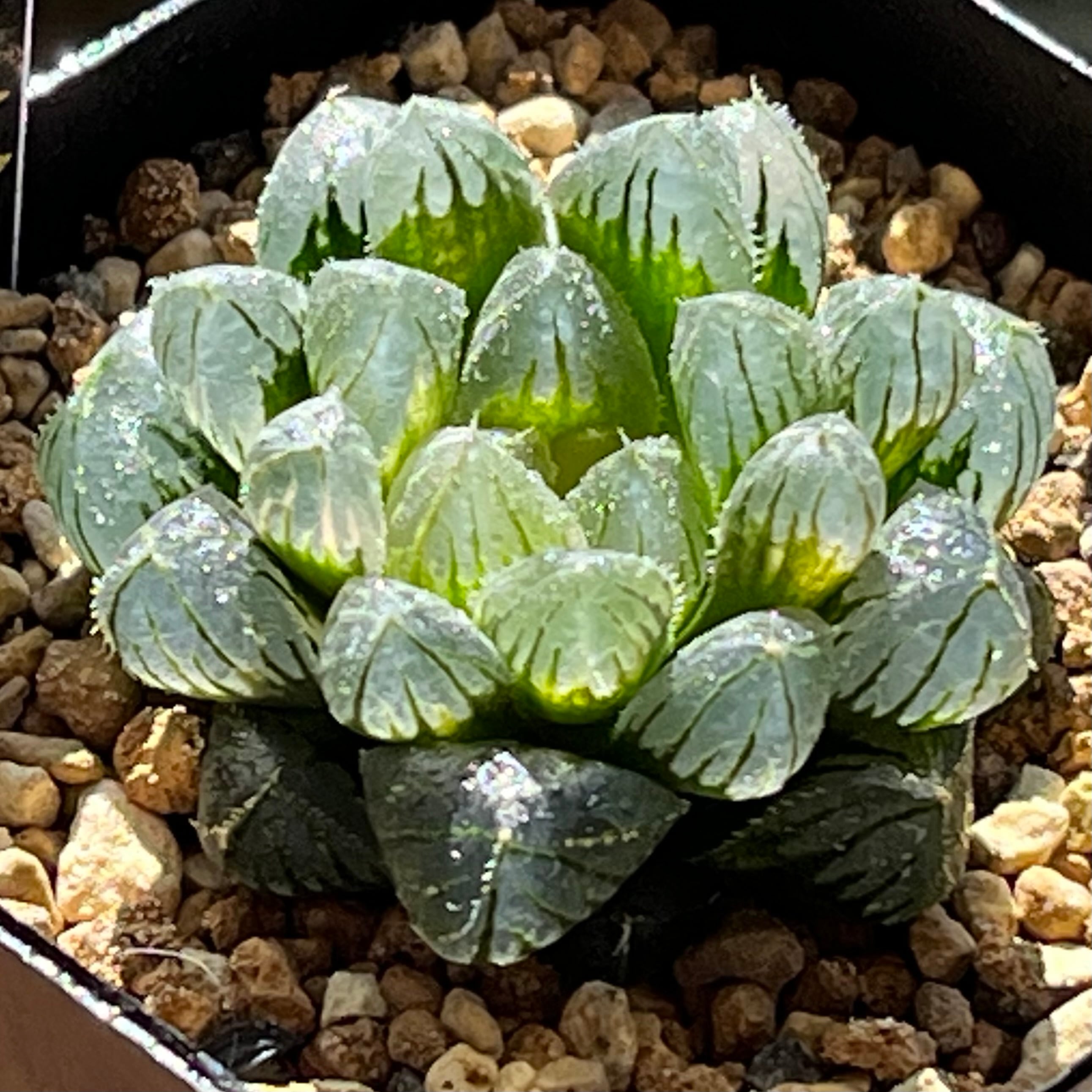オブツーサ系 | mocono_plants