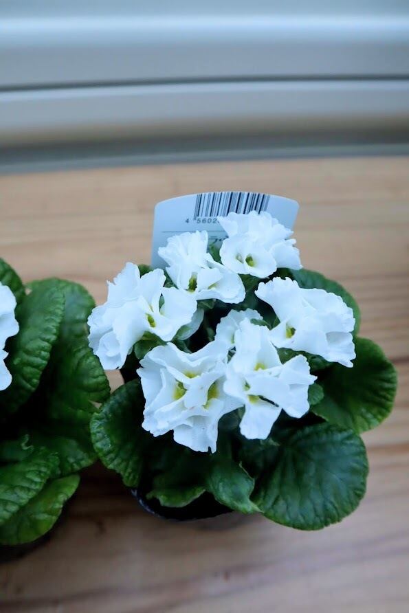 花苗 プリムラ・ジュリアン『フラッシュ』 ガーデニング 園芸