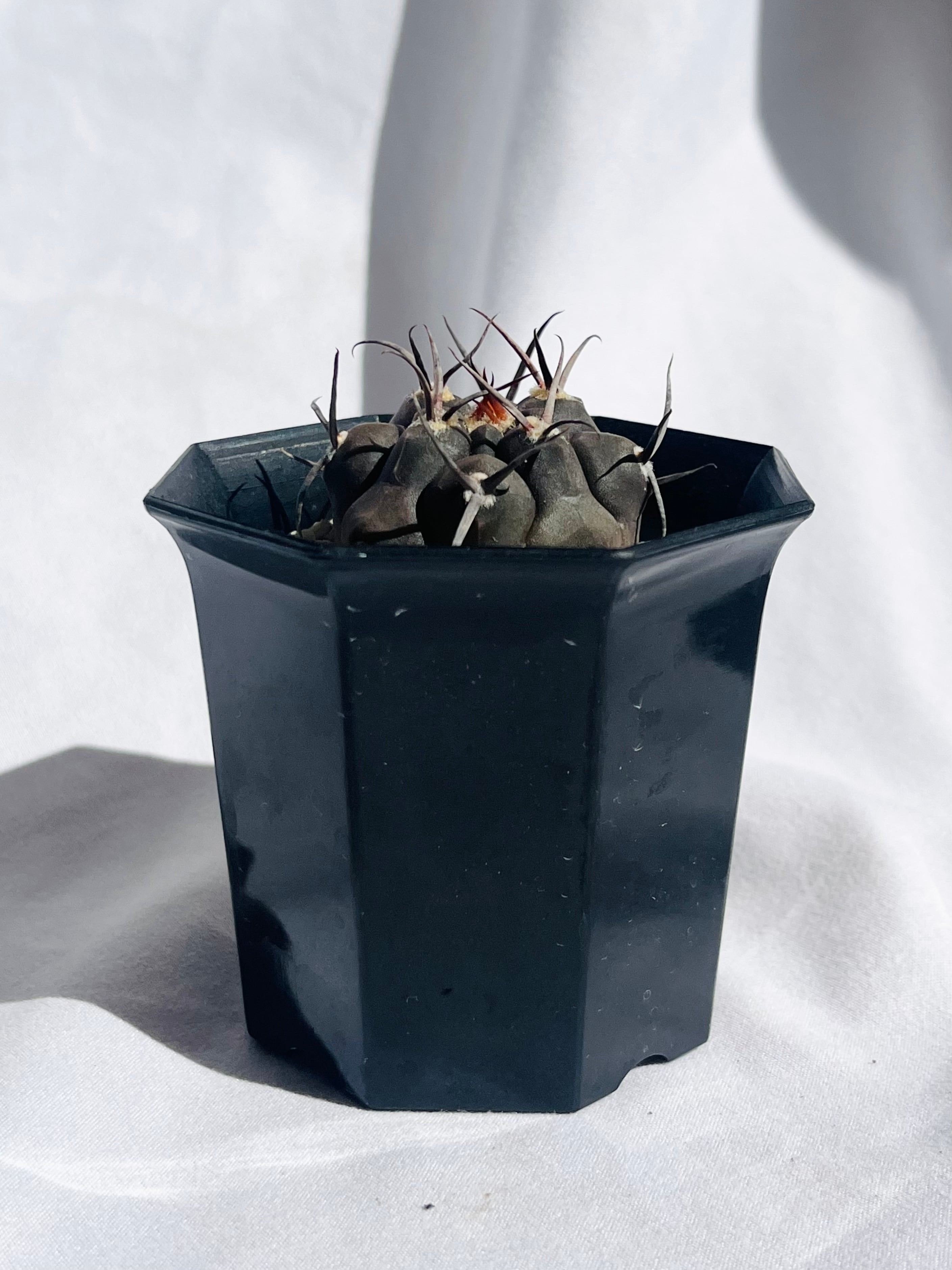 黒刺天平丸　ギムノカリキウム　サボテン　魔天竜 サボテン ギムノカリキュウム 魔天竜【87】 | PROTOLEAF プロト