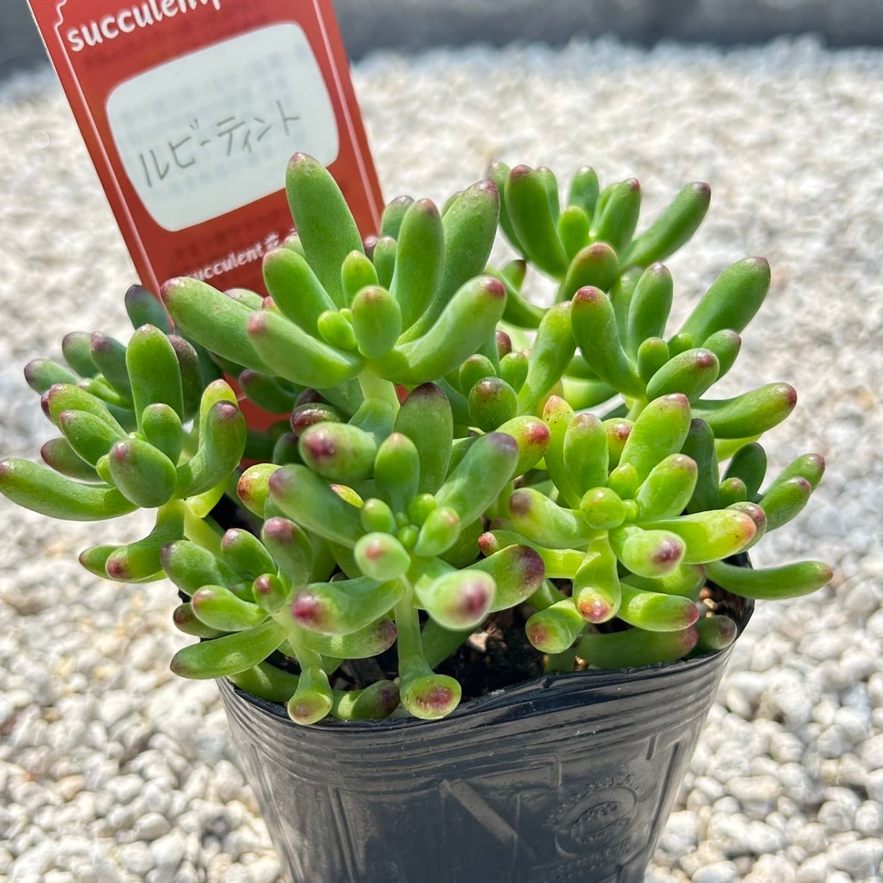 ALL ITEM | Succulent 花うらら 〜多肉植物