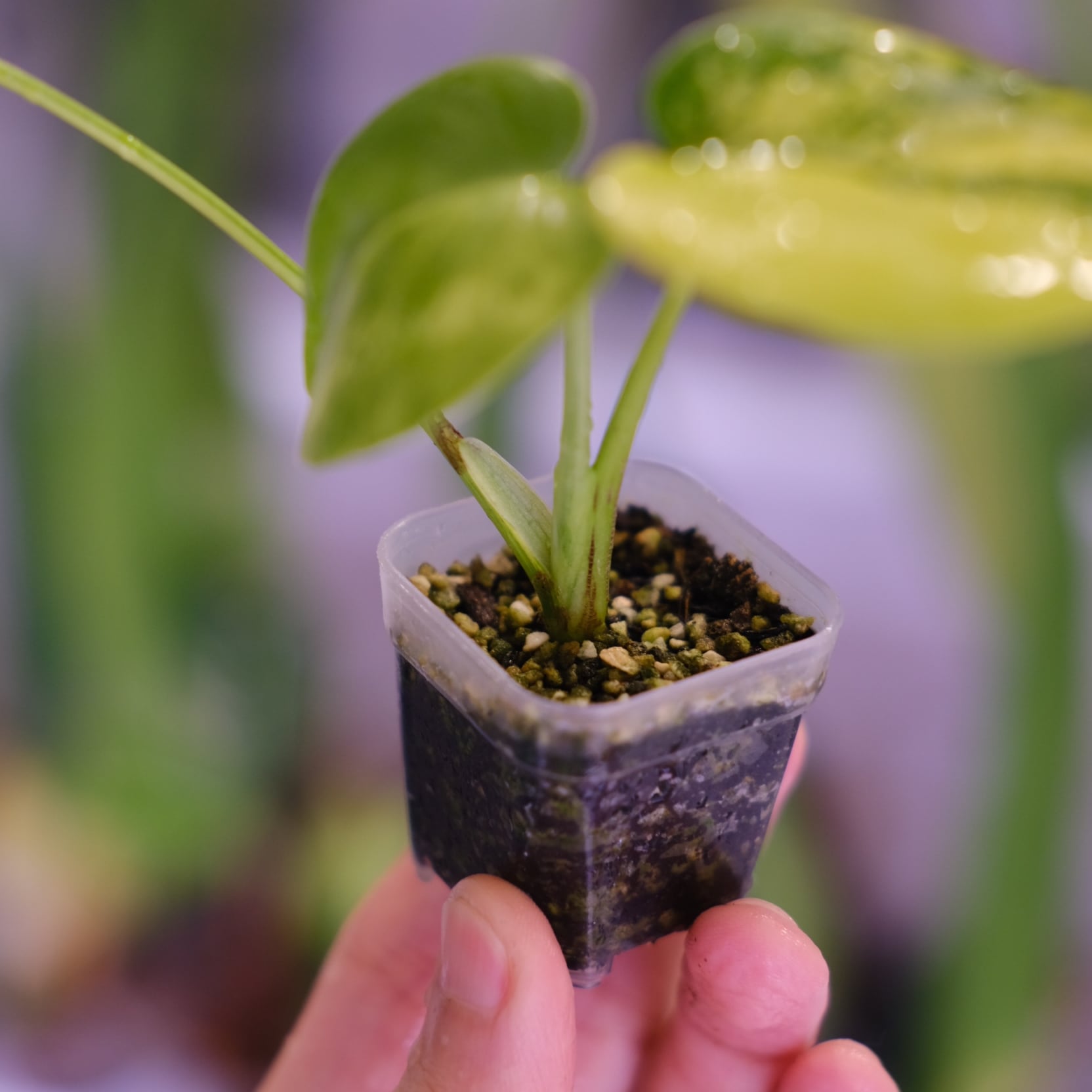 Monstera 'Yellow Marilyn'②｜モンステラ イエロー マリリン｜観葉