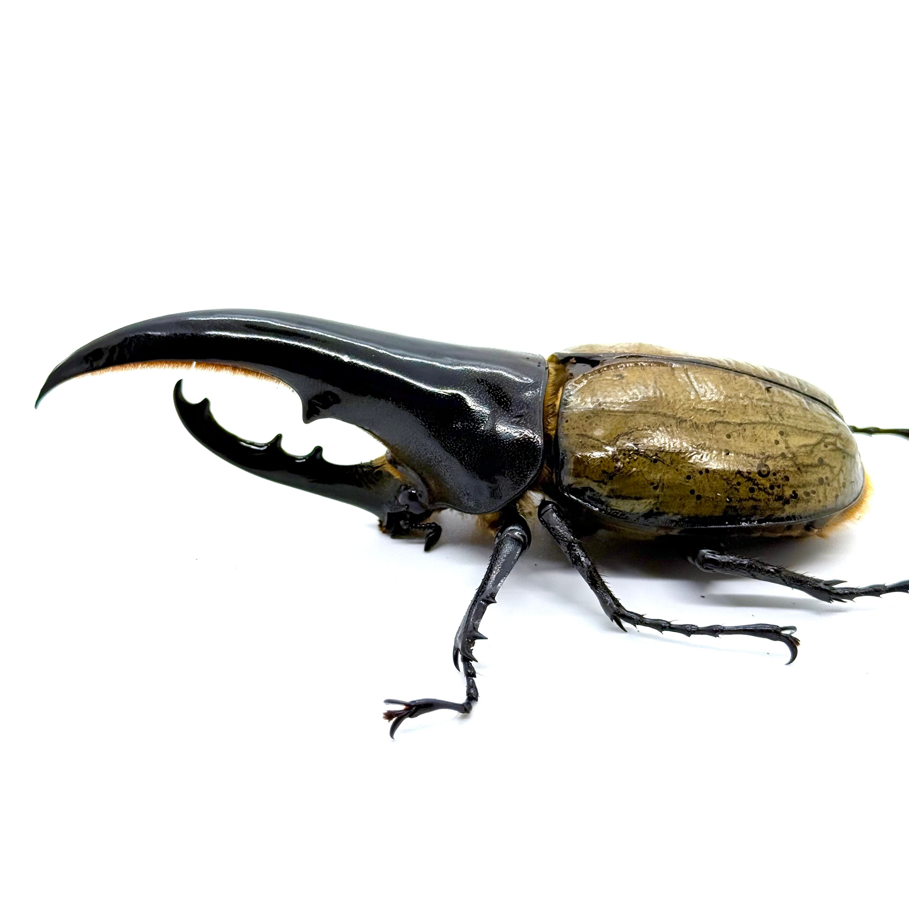 極太極短 / 成虫 / オス＆メスペア / ヘラクレスオオカブト | HERCULES