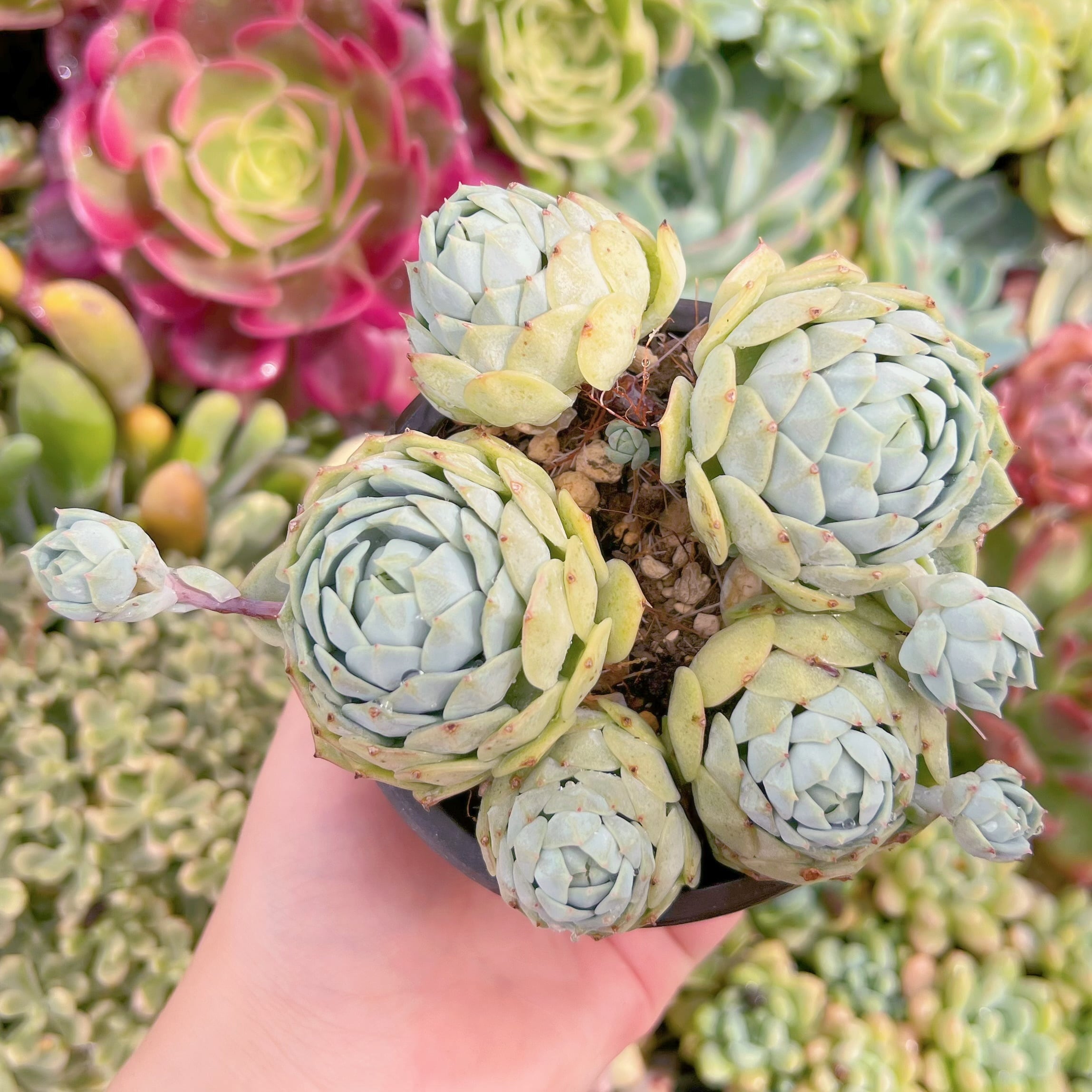 現品　静夜#2160　るる農園