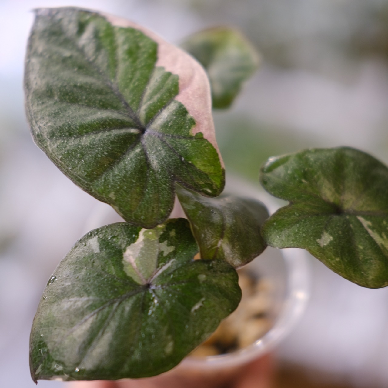 アロカシア ピンク セレンディピティ⑤ / Alocasia Pink Serendipity / 観葉植物<育て方・花言葉>