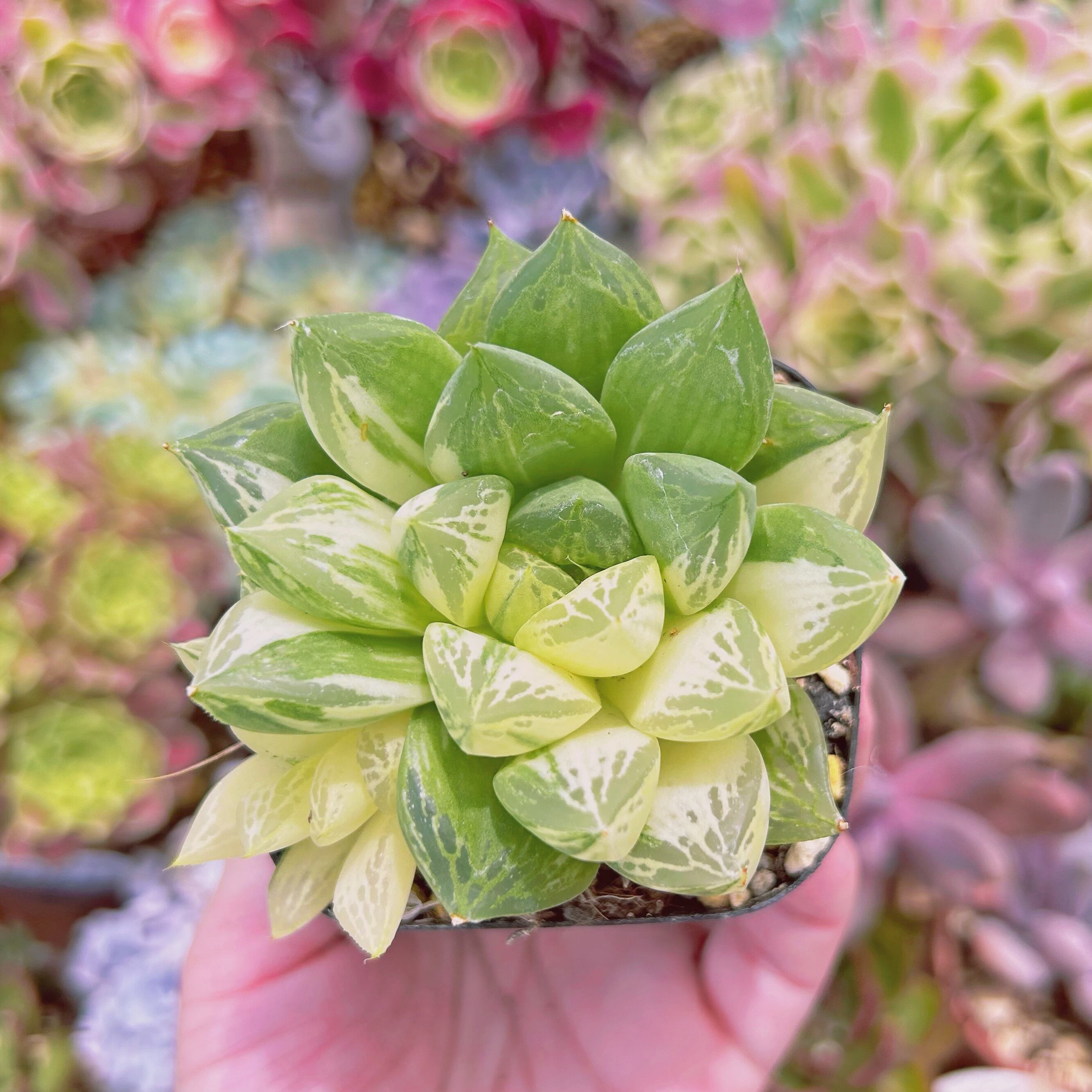 #607現物　多肉植物　宝草錦　抜き苗