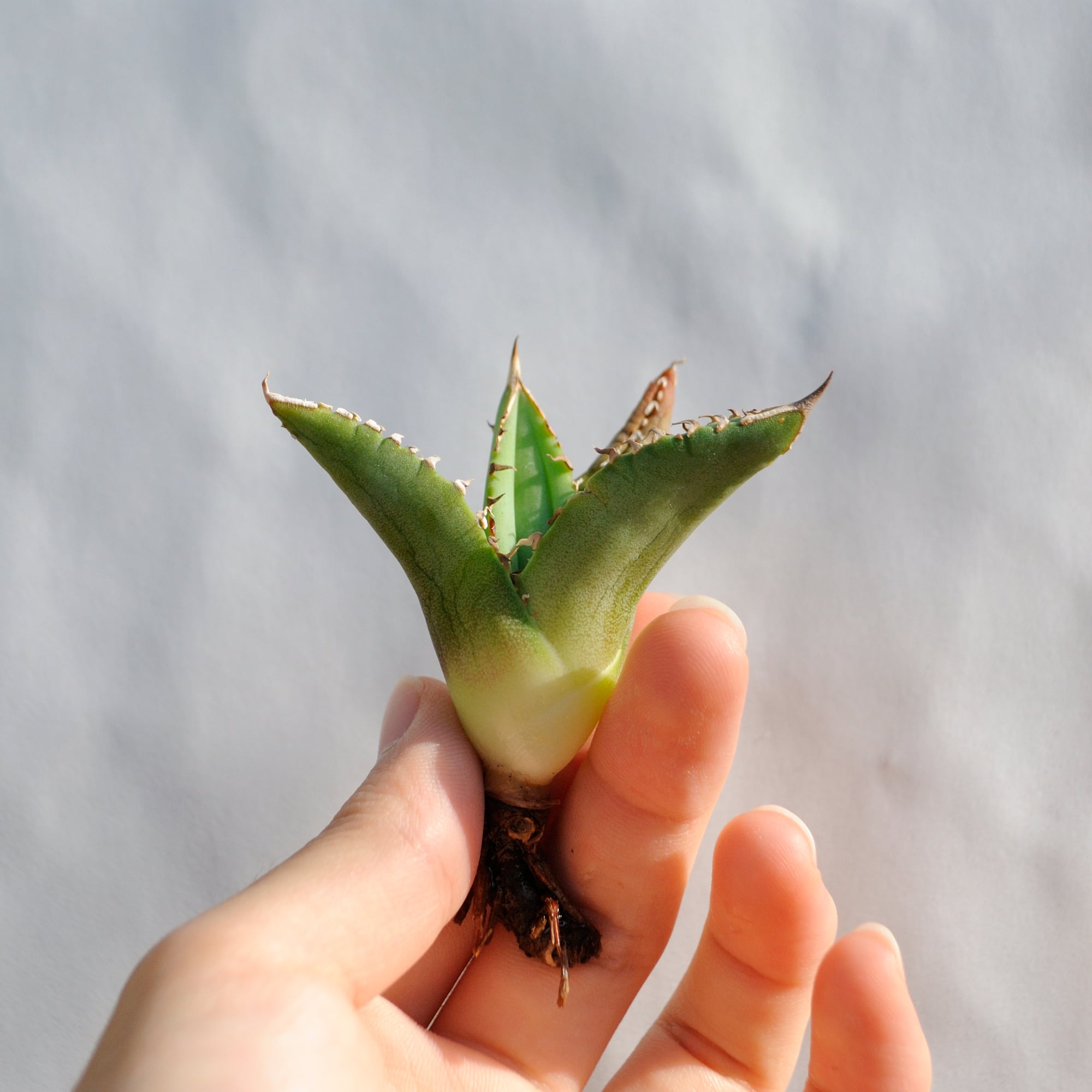 アガベ チタノタ ライトリー ホワイト ソーン セレクション No.2