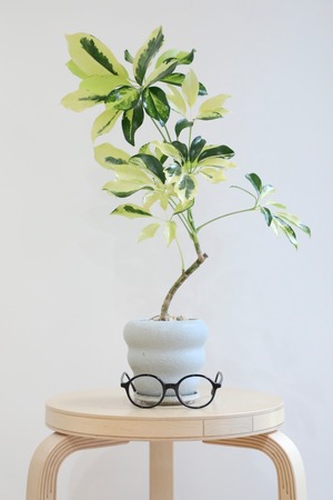 【M】シェフレラ イエローバリエガータ/ Schefflera　※陶器鉢付き