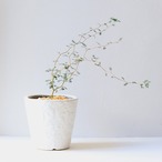 【グリーン】ソフォラリトルベイビー