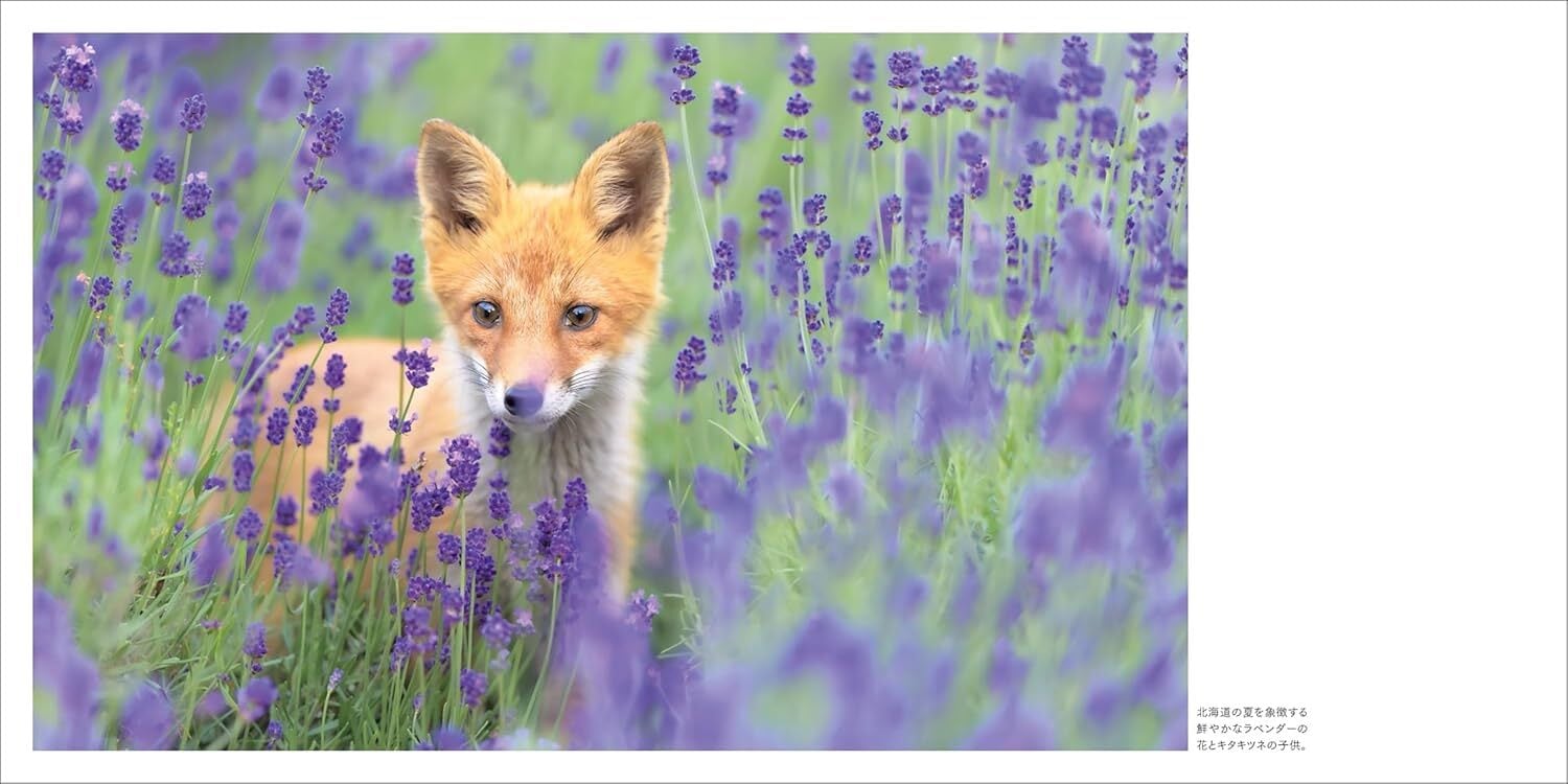 限定特典付き】写真集『北の森の和毛たち』 直筆サイン入れサービス