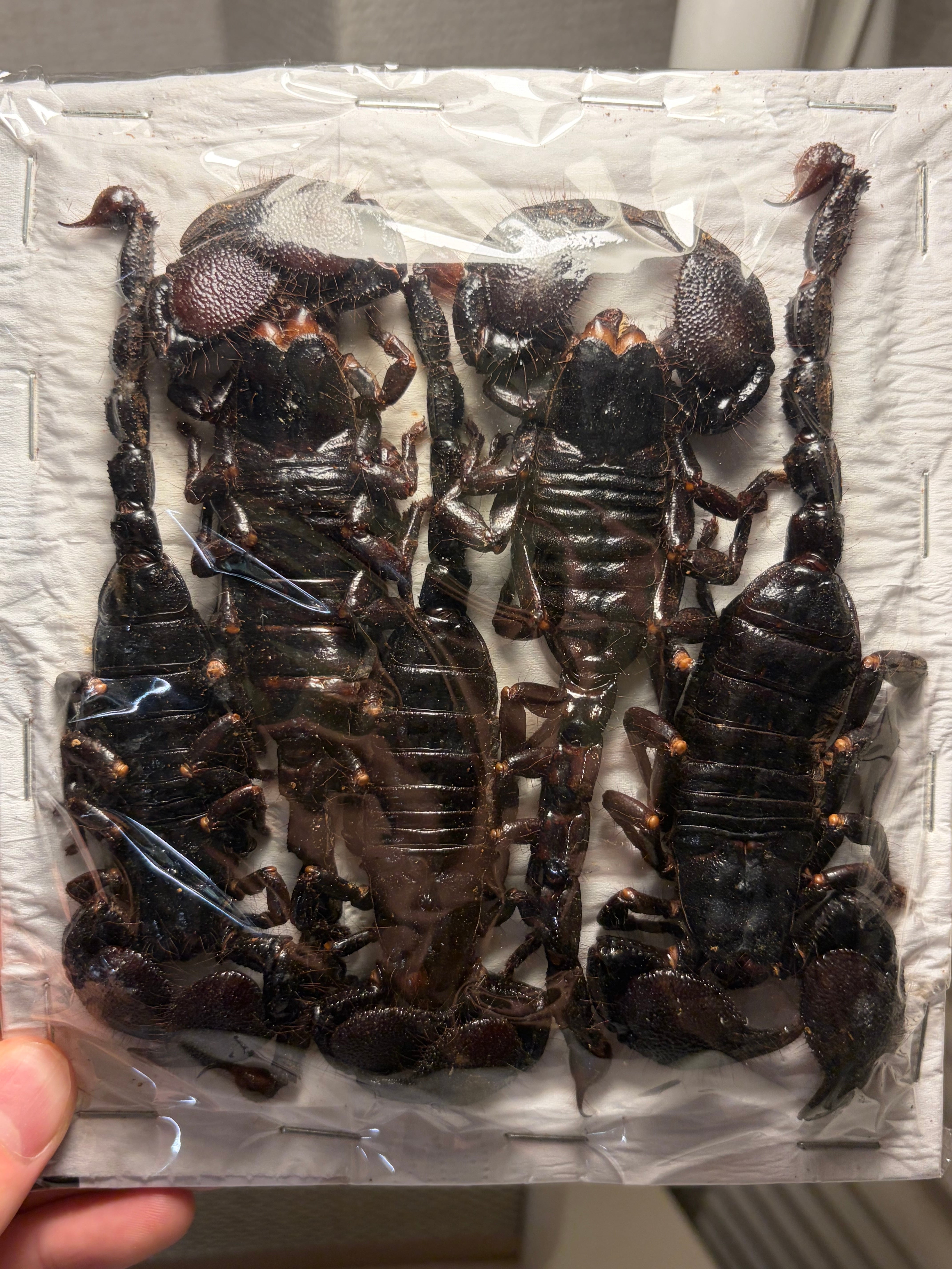 【蠍煙草厳禁】今話題のサソリタバコに悪用されかねないダイオウサソリ5匹set標本 蠍煙草厳禁】今話題のサソリタバコに悪用されかねないダイオウサソリ5
