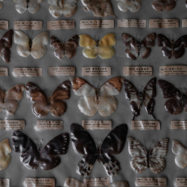 Butterfly specimens