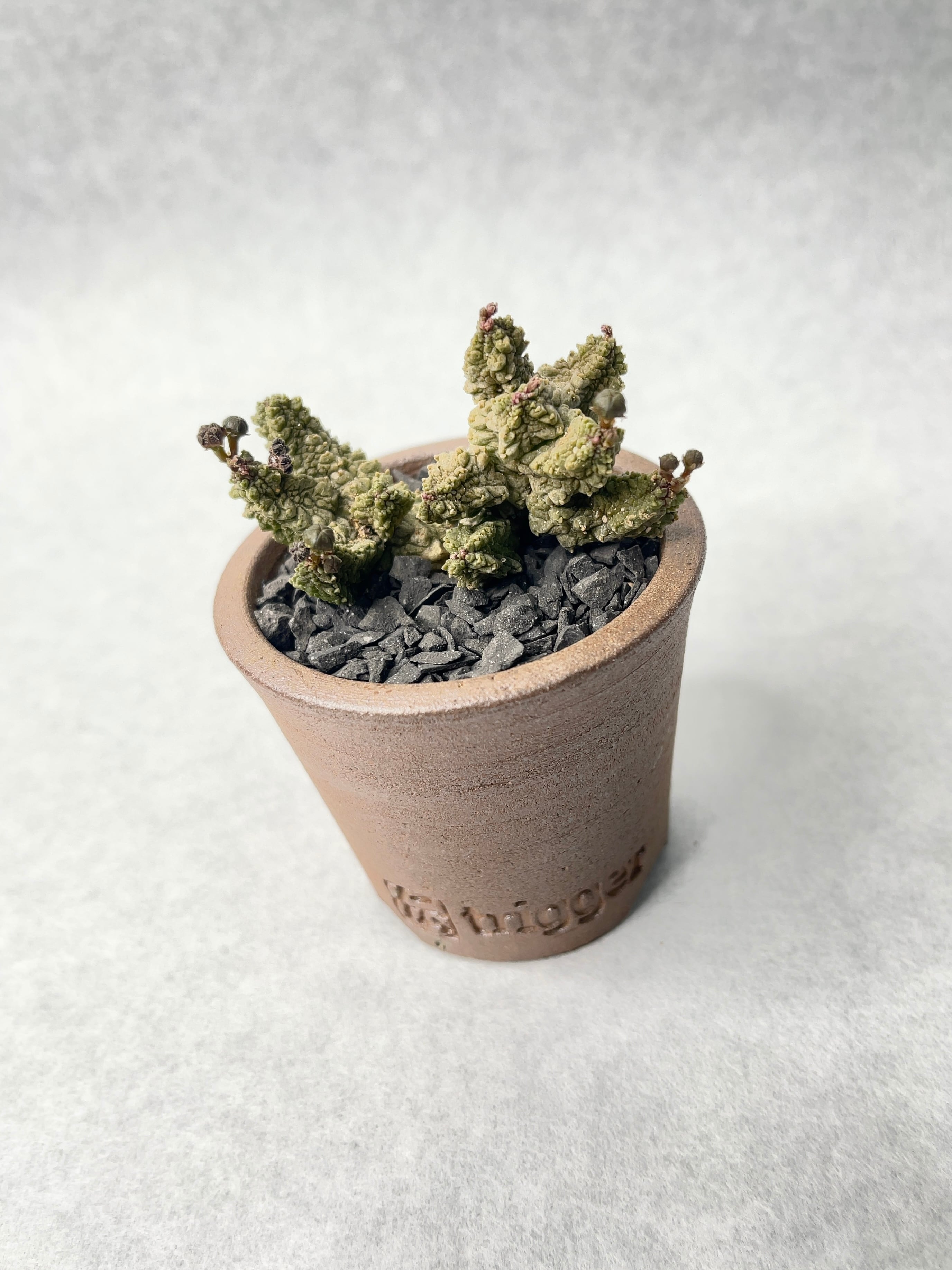 レア多肉植物シリーズ・プセウドリトス属・ドドソニアヌスinわけけのお店 プセウドリトス・ドドソニアヌス | trigger