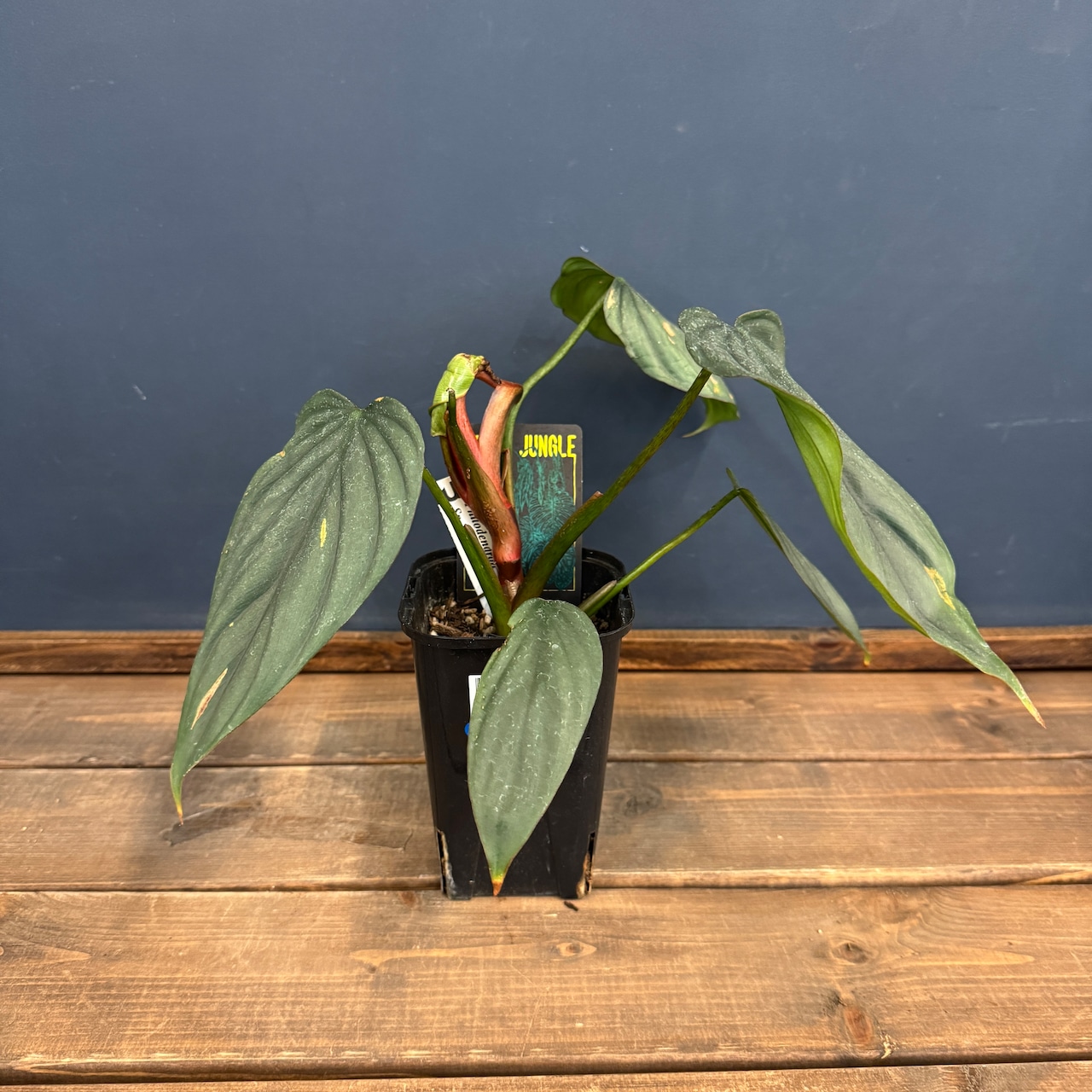 【クリアランス】フィロデンドロン sp コロンビア【1045】