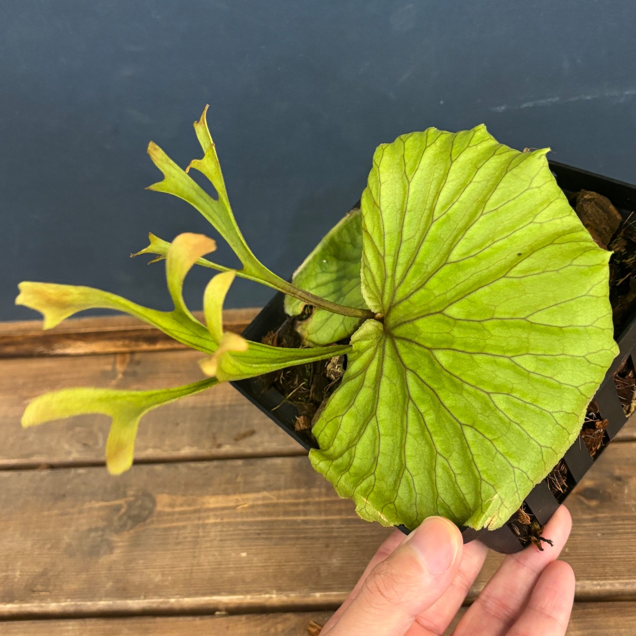 ビカクシダ　リドレイ優良実生　P.ridleyi Sebangau Kuala, Borneo【550】