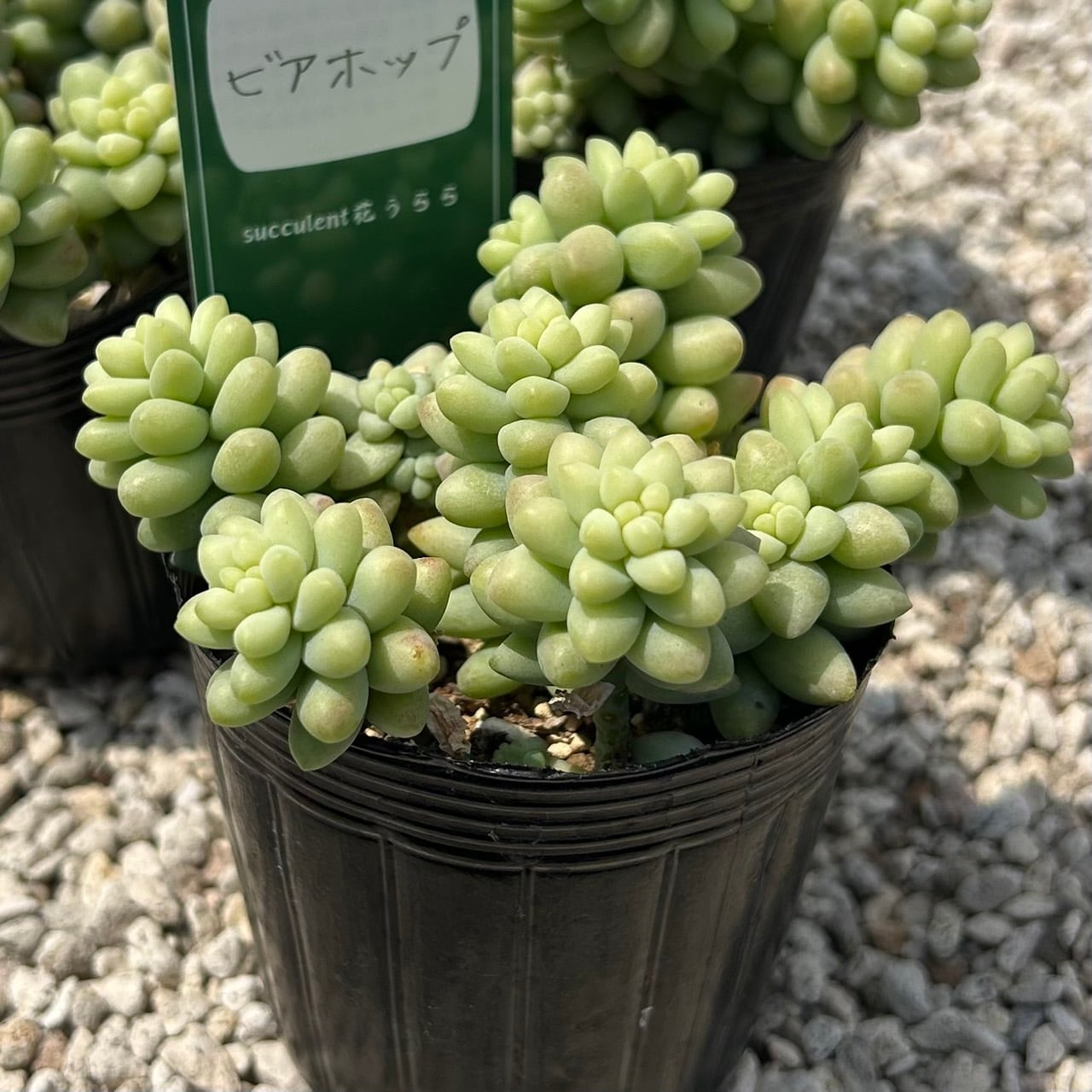 専用！多肉植物^o^  希少交配種　花うらら×達磨秀麗　小苗 うちの多肉】花うらら の手探り栽培記録(2020年) | こま吉っちゃんのひ孫