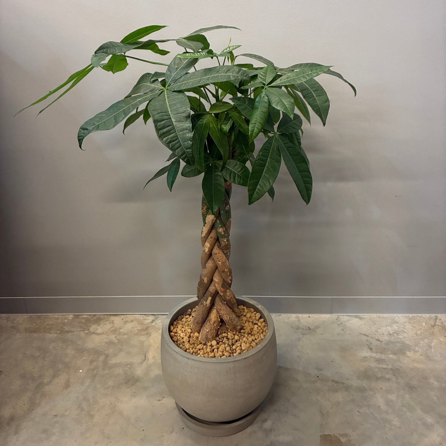 パキラページ パキラ 植え込み品【660】 | PROTOLEAF プロトリーフ